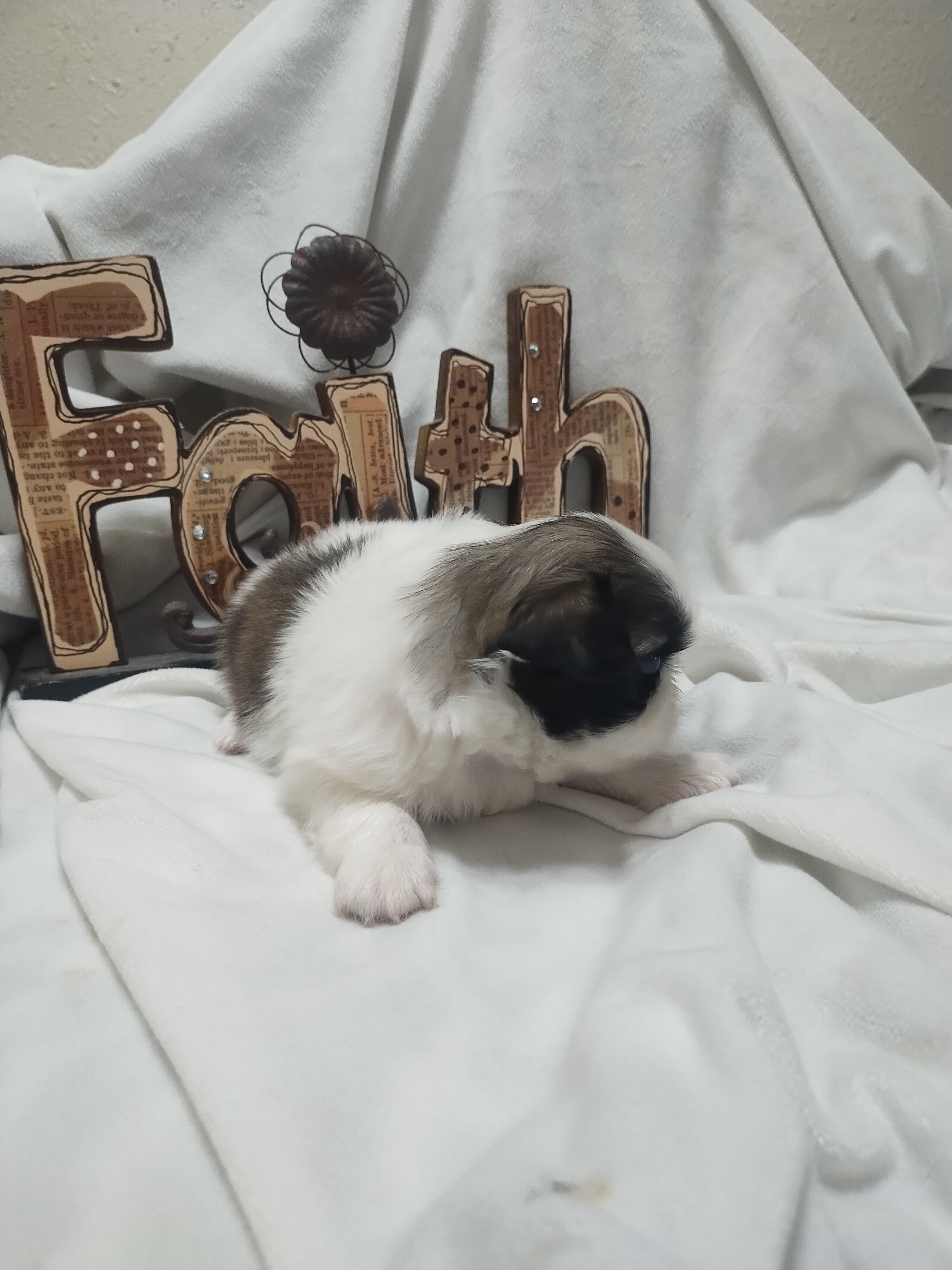 Pekingese baby..1 male left image 1
