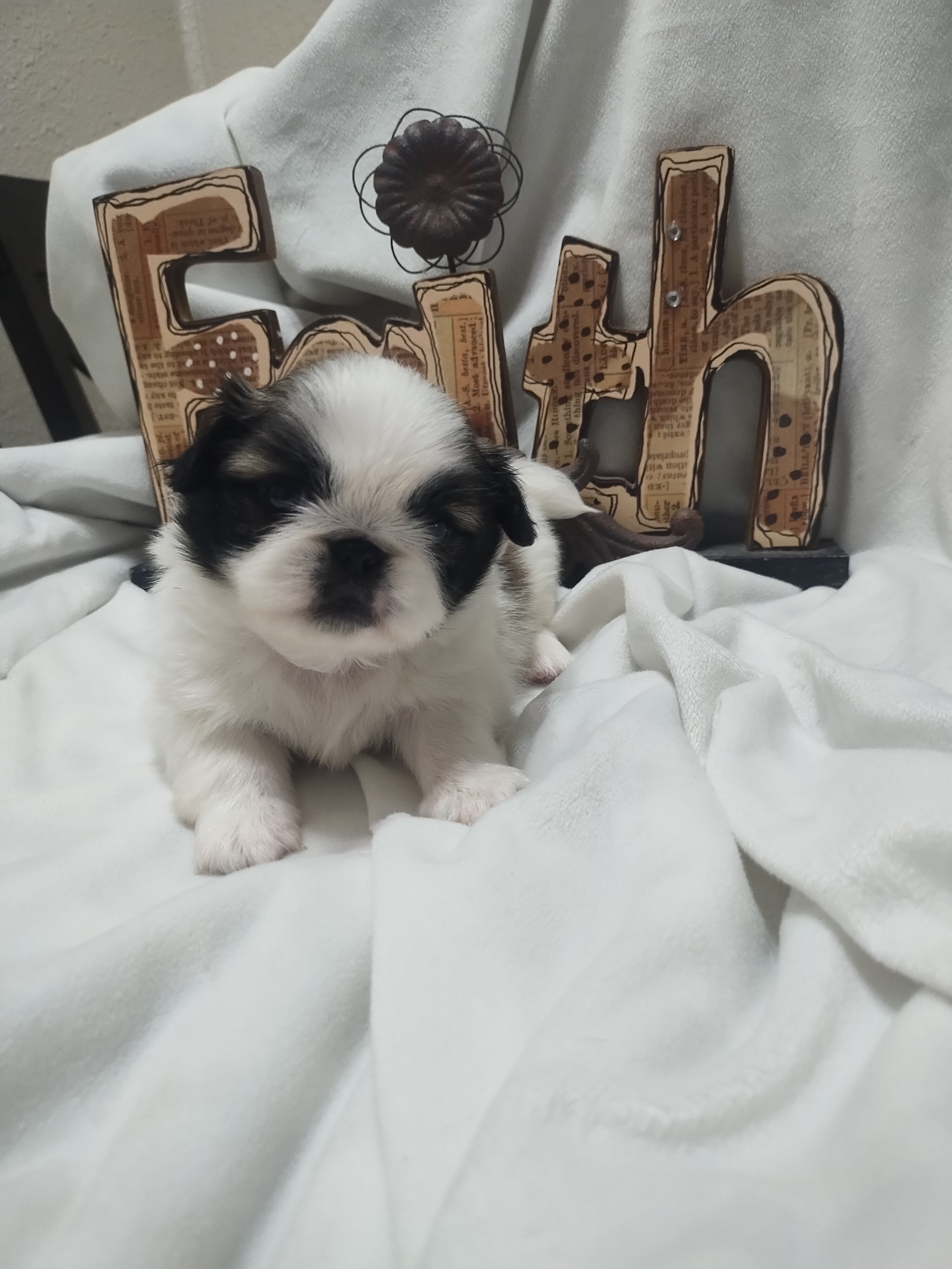 Pekingese baby..1 male left image 2