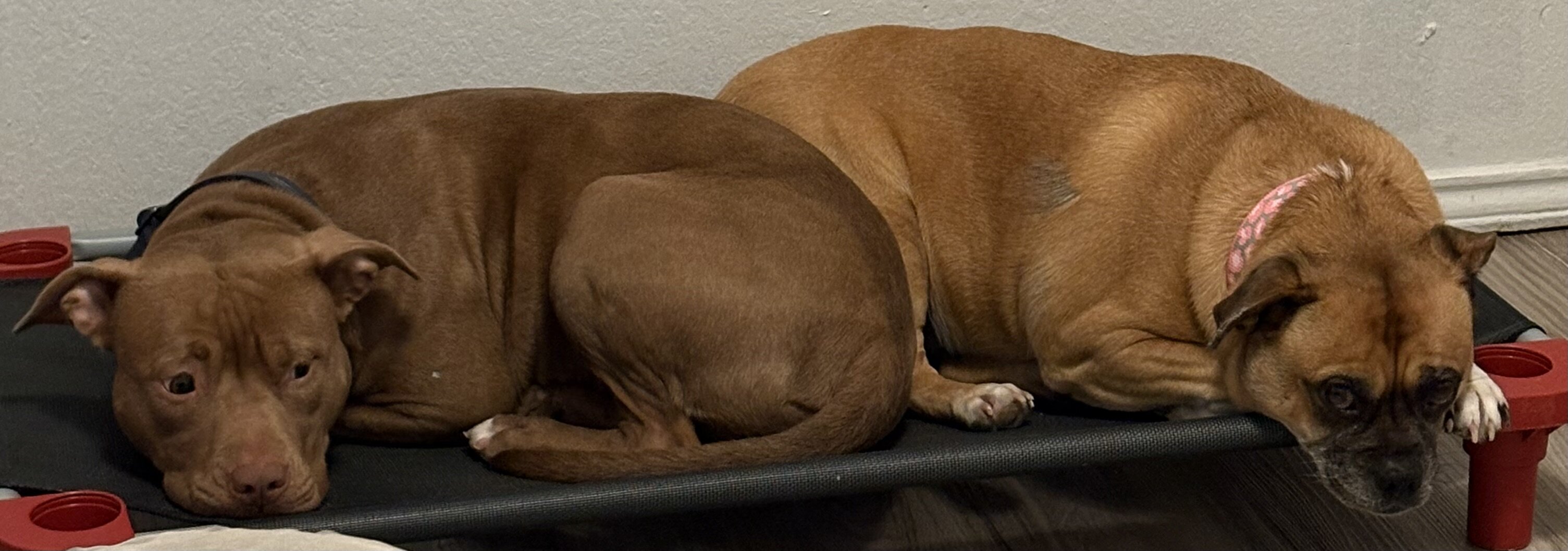 Dogs image 4