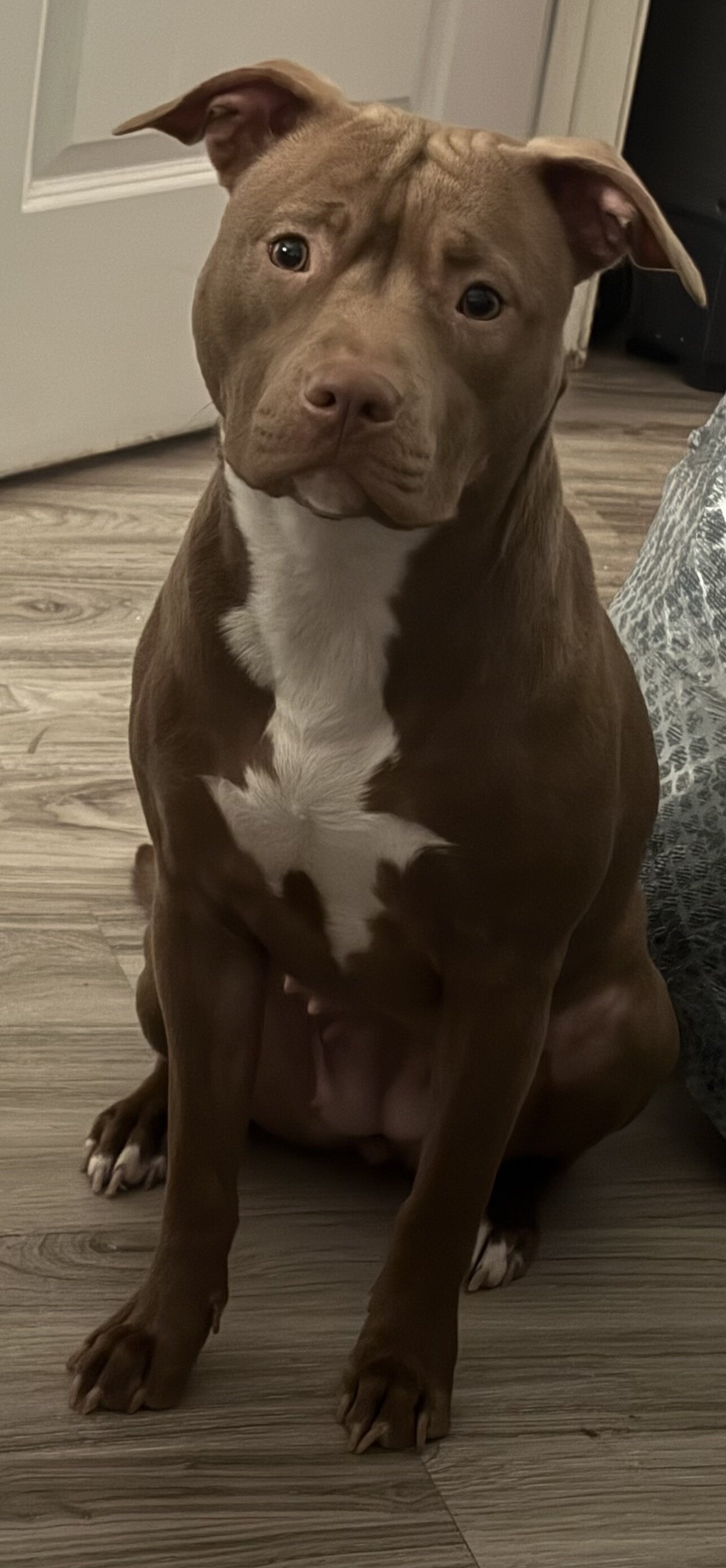 Dogs image 3