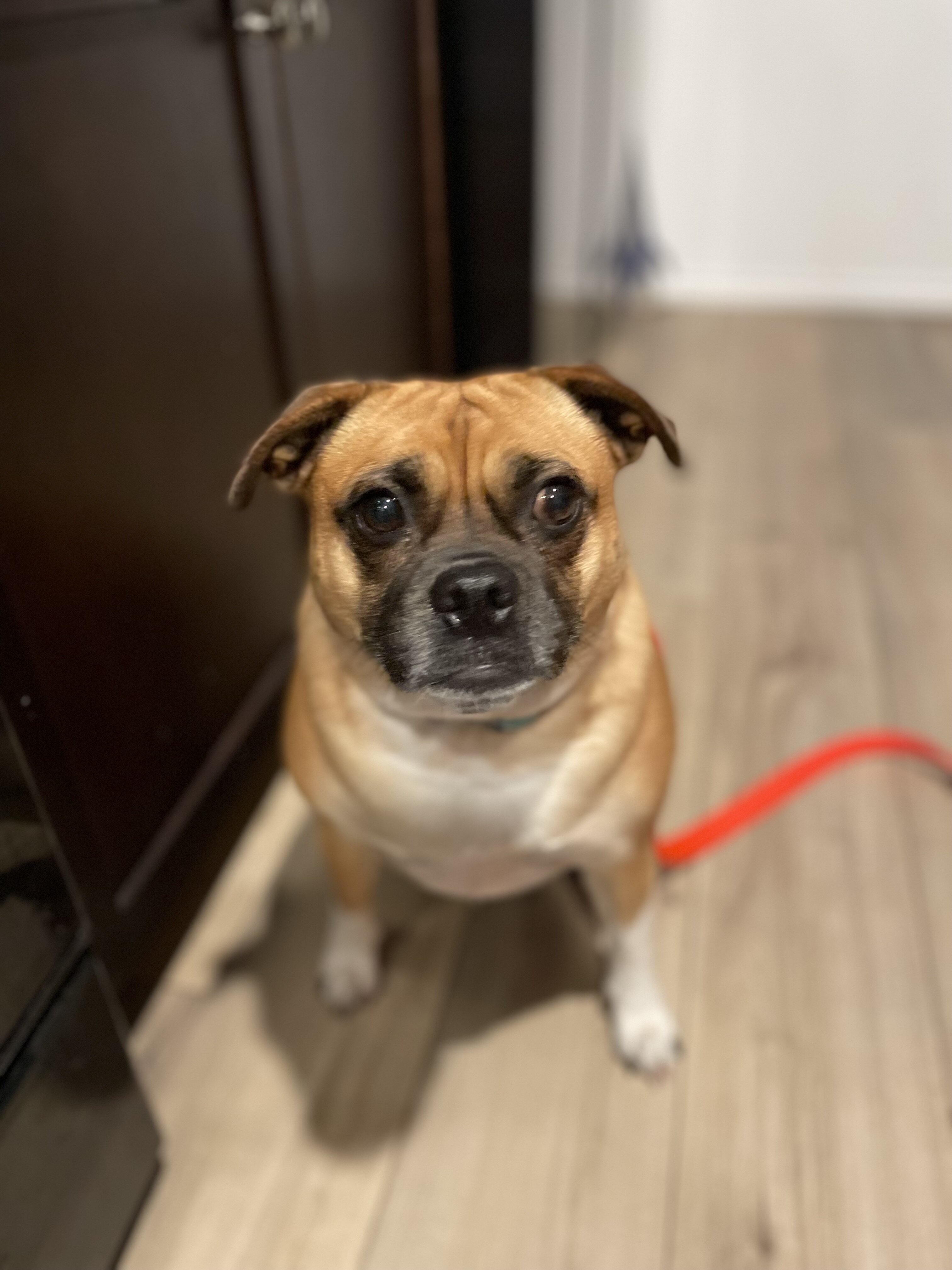 Dogs image 1