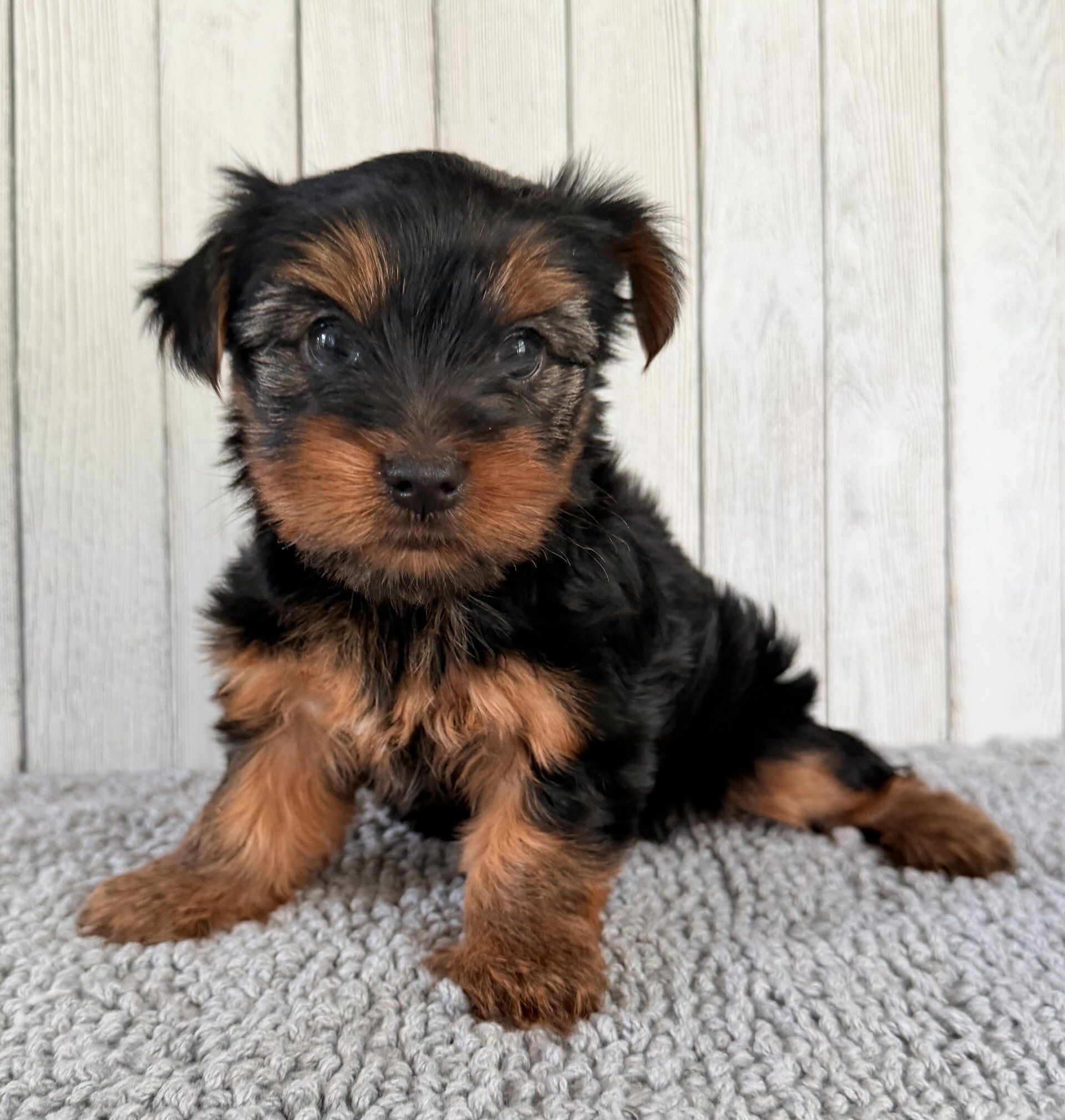 Stella Female Yorkshire Terrier image 4