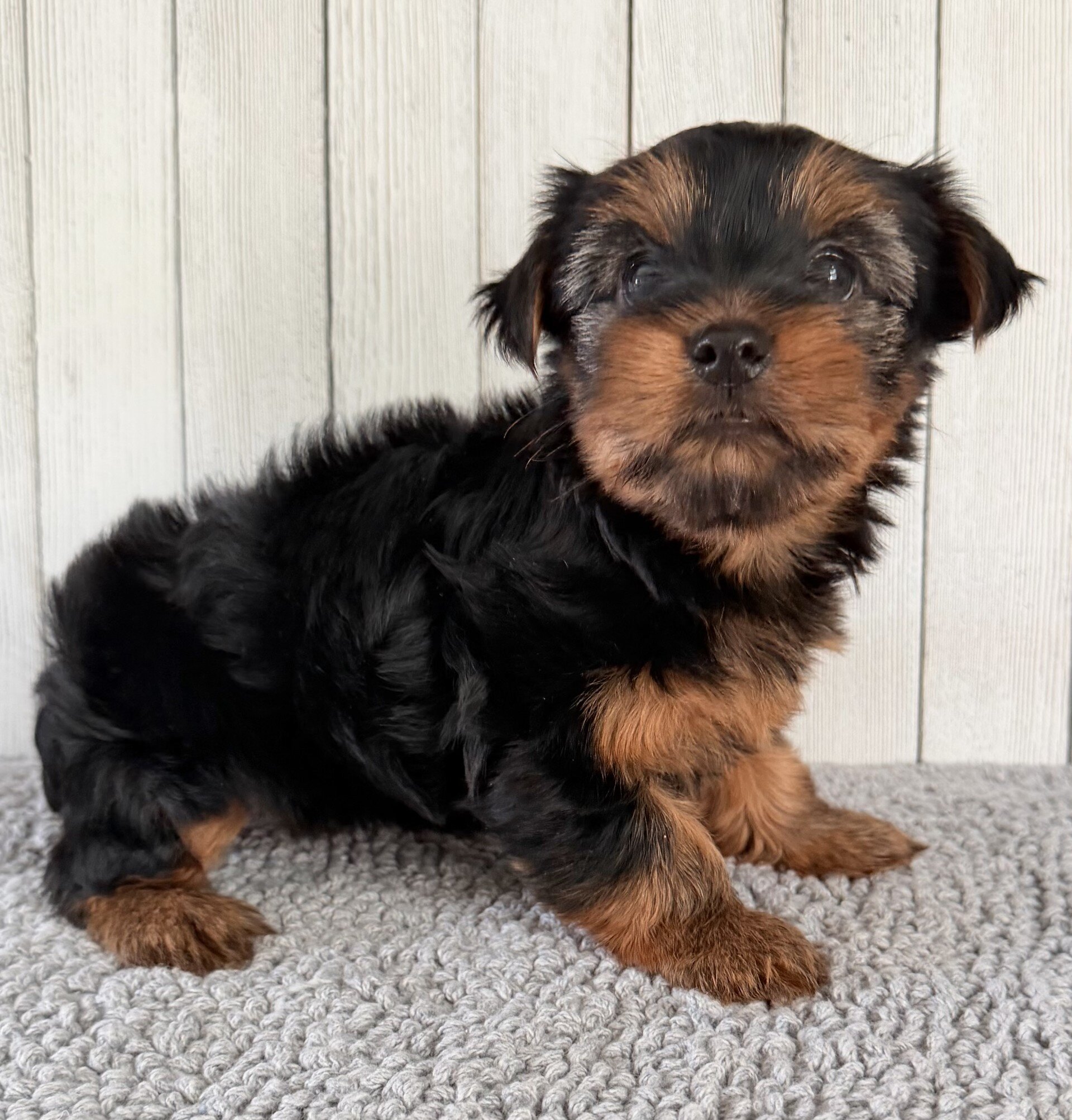 Stella Female Yorkshire Terrier image 5