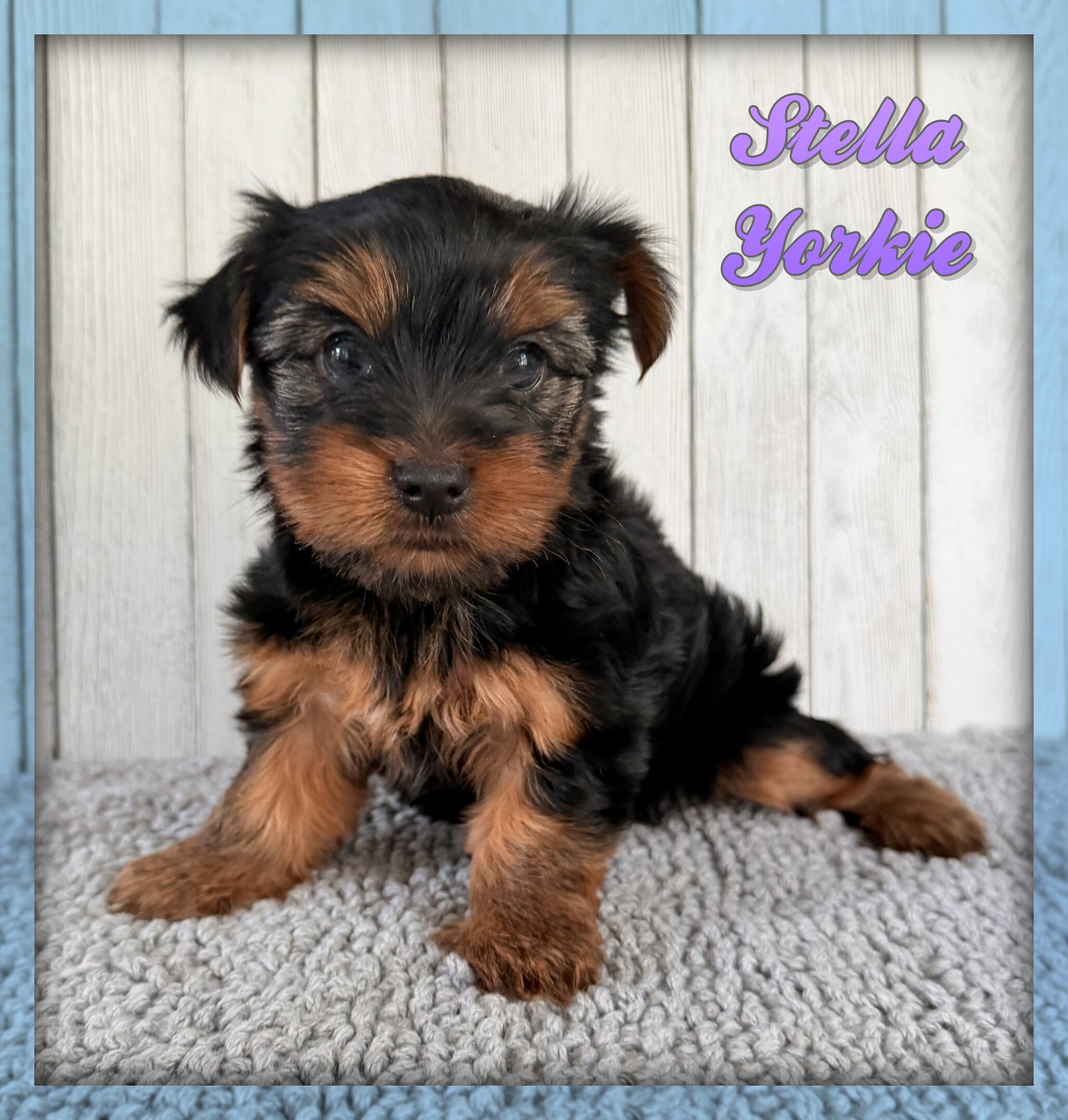 Stella Female Yorkshire Terrier image 1