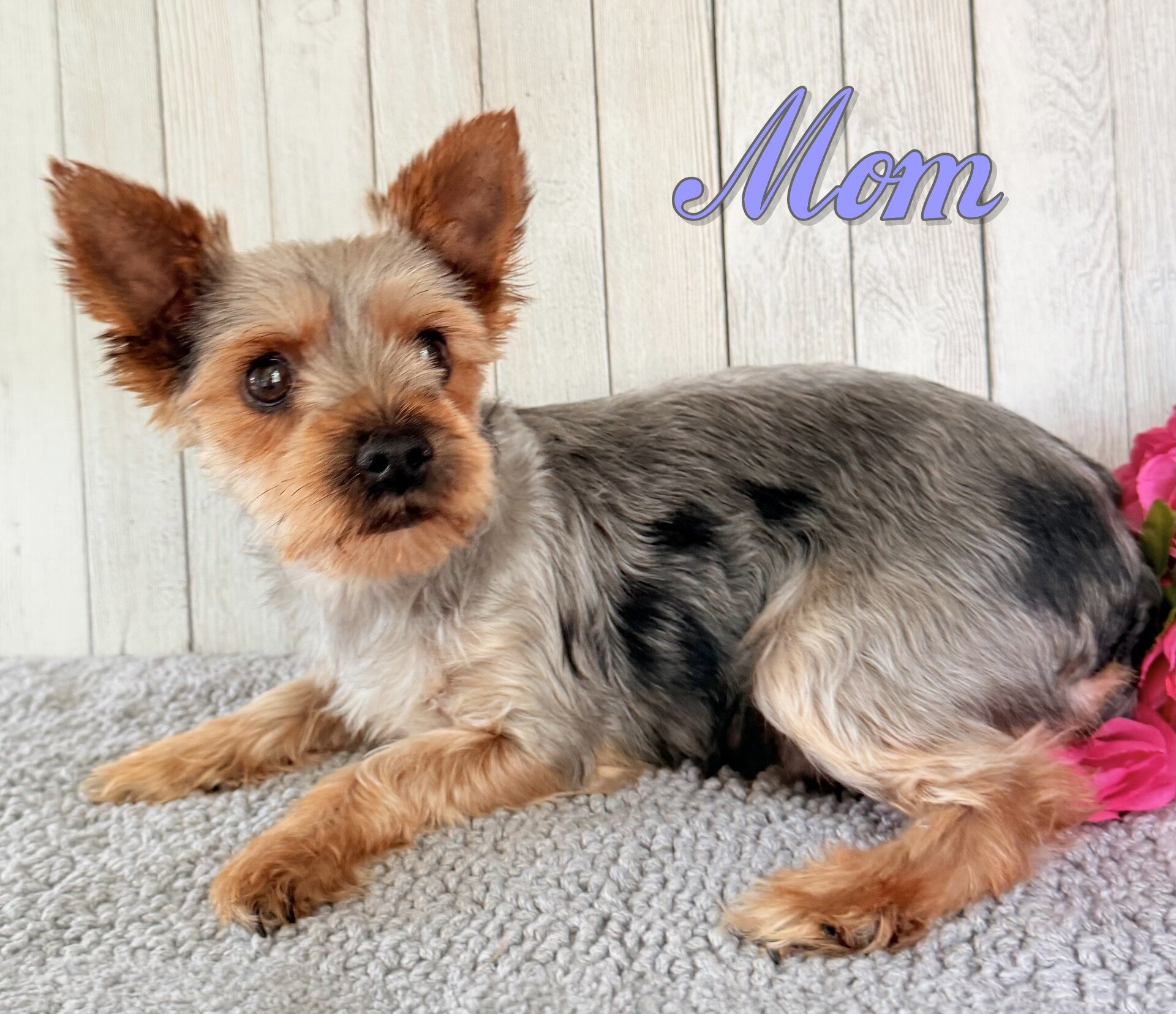 Stella Female Yorkshire Terrier image 7
