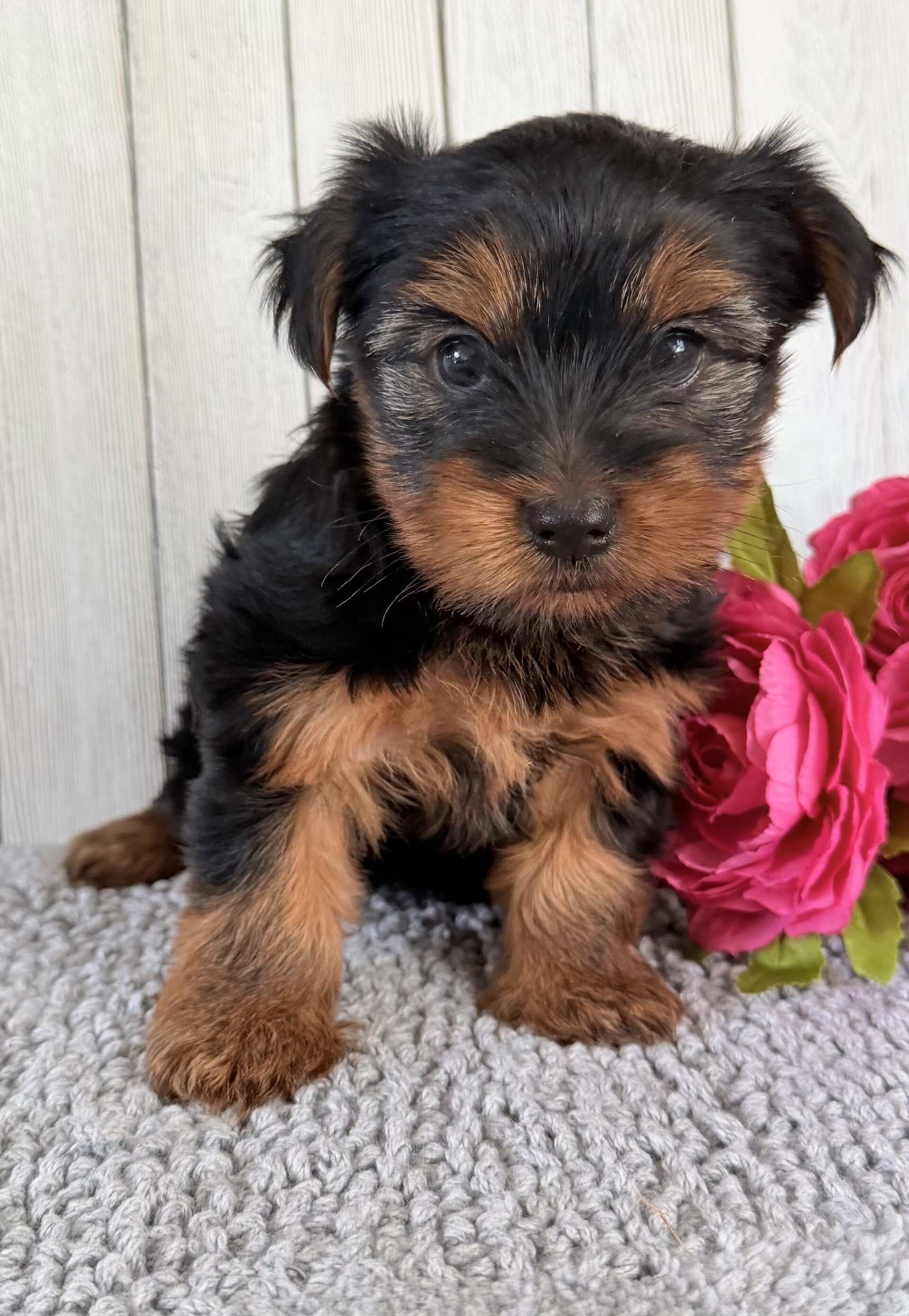 Stella Female Yorkshire Terrier image 2