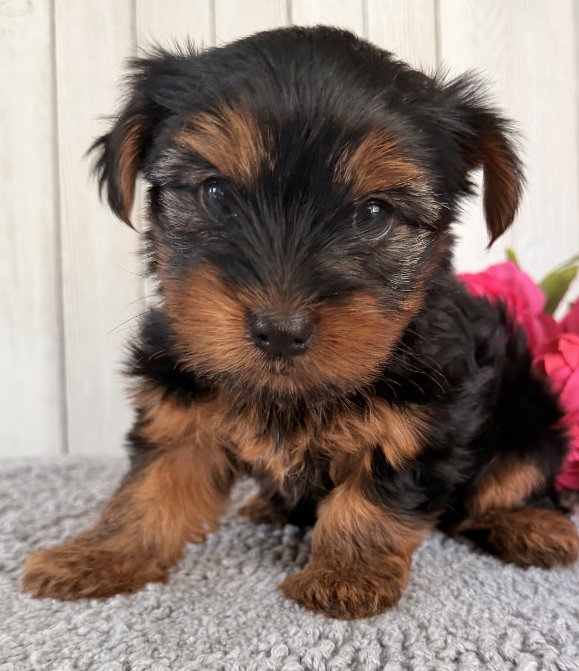 Stella Female Yorkshire Terrier image 3