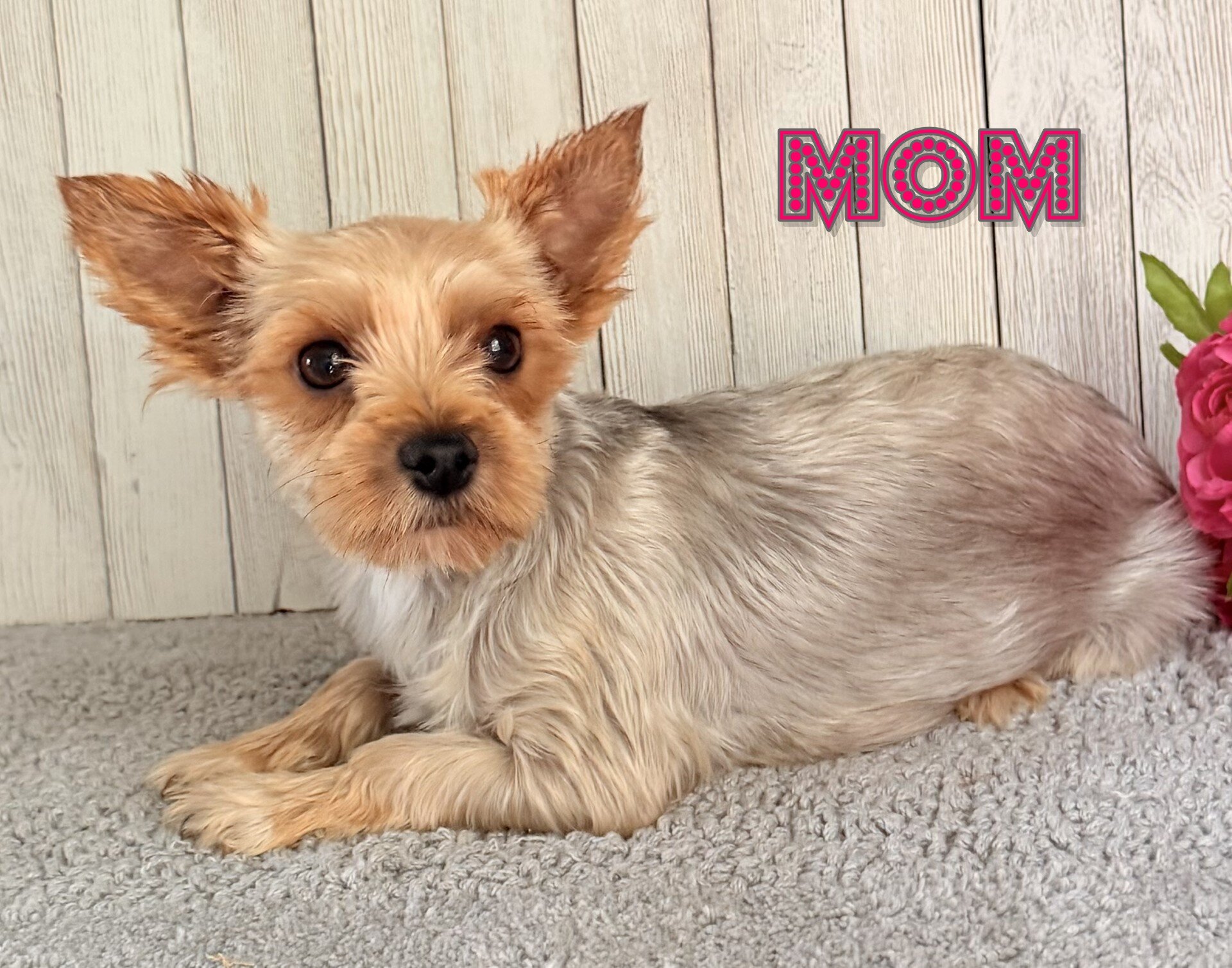 Axel Male Yorkshire Terrier image 6