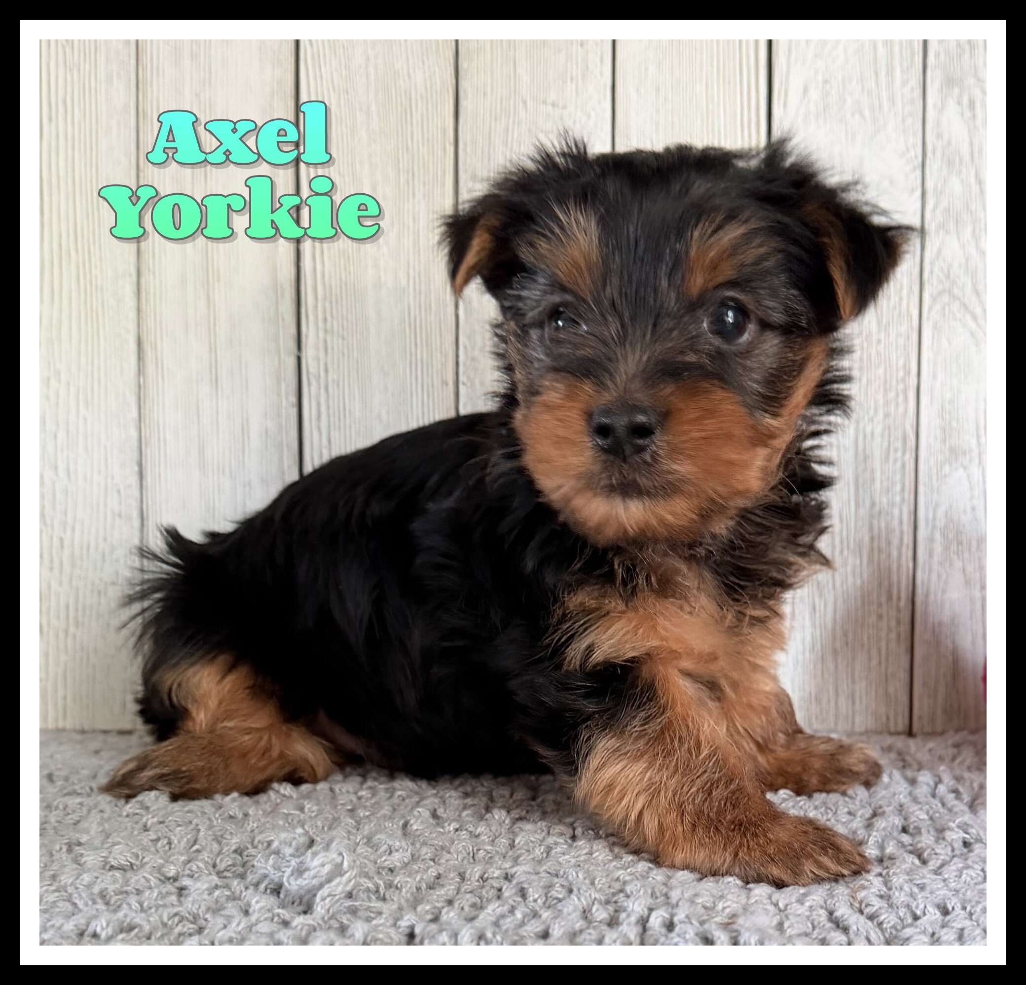 Axel Male Yorkshire Terrier image 1