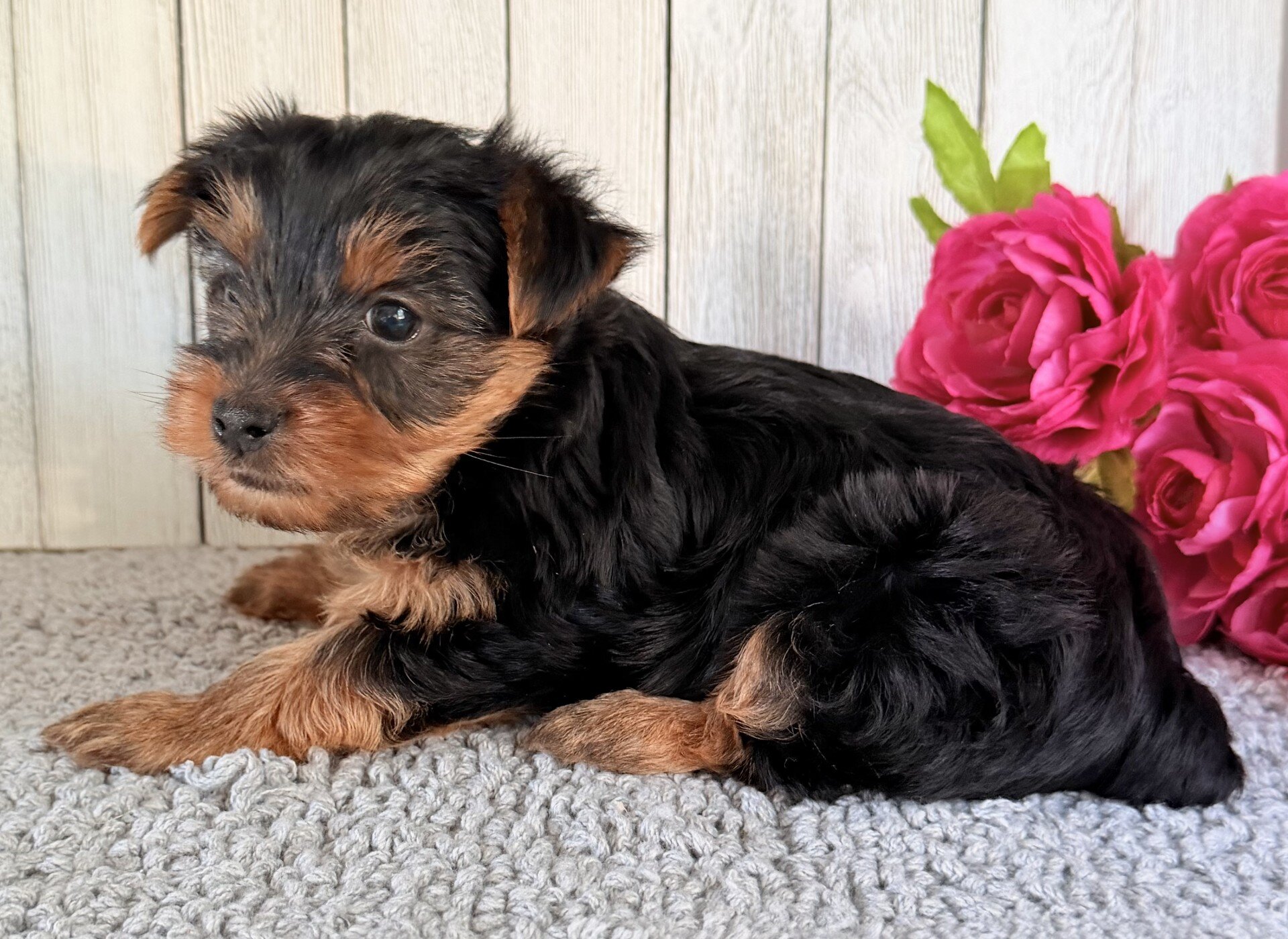 Axel Male Yorkshire Terrier image 4