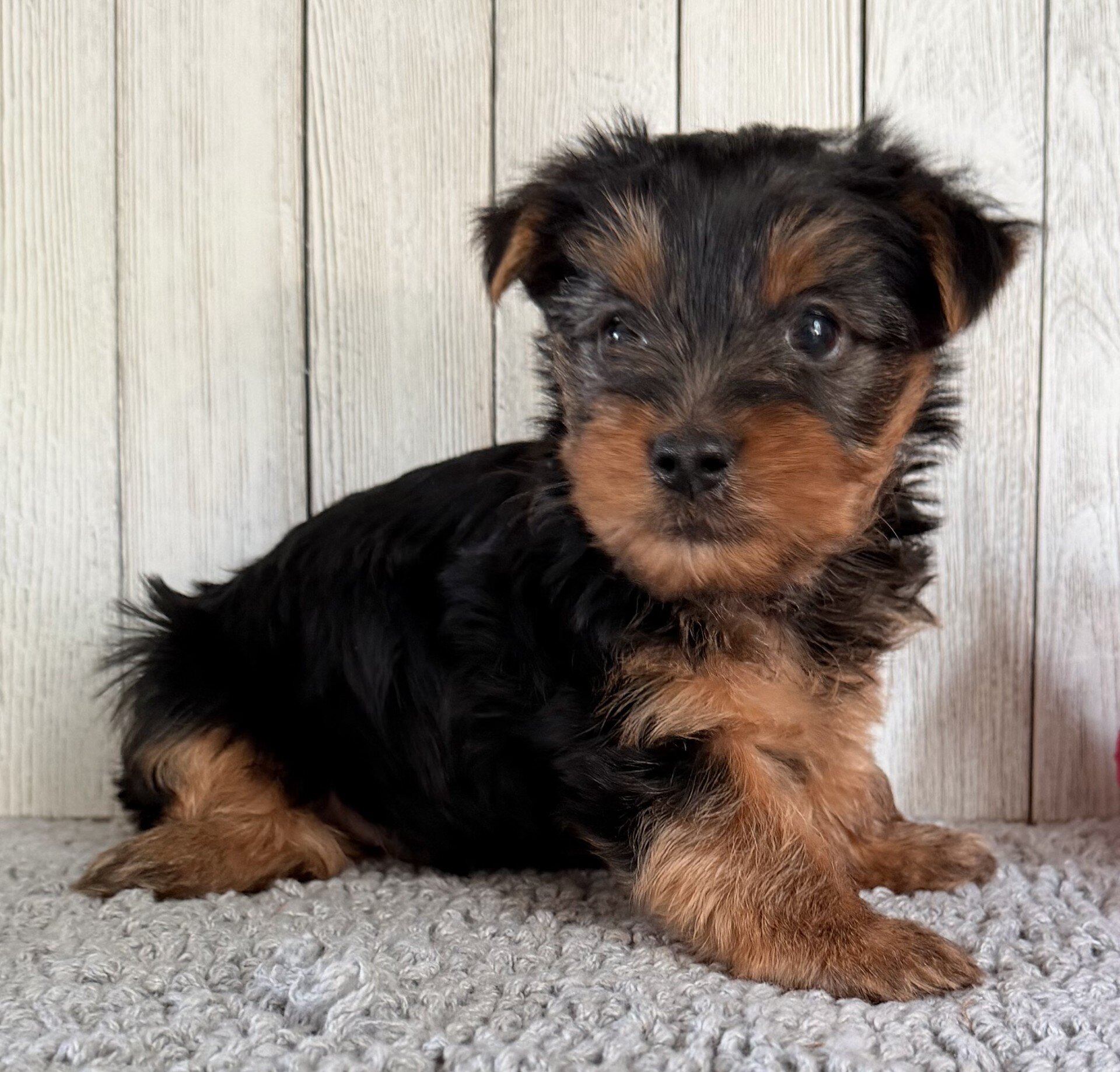Axel Male Yorkshire Terrier image 3