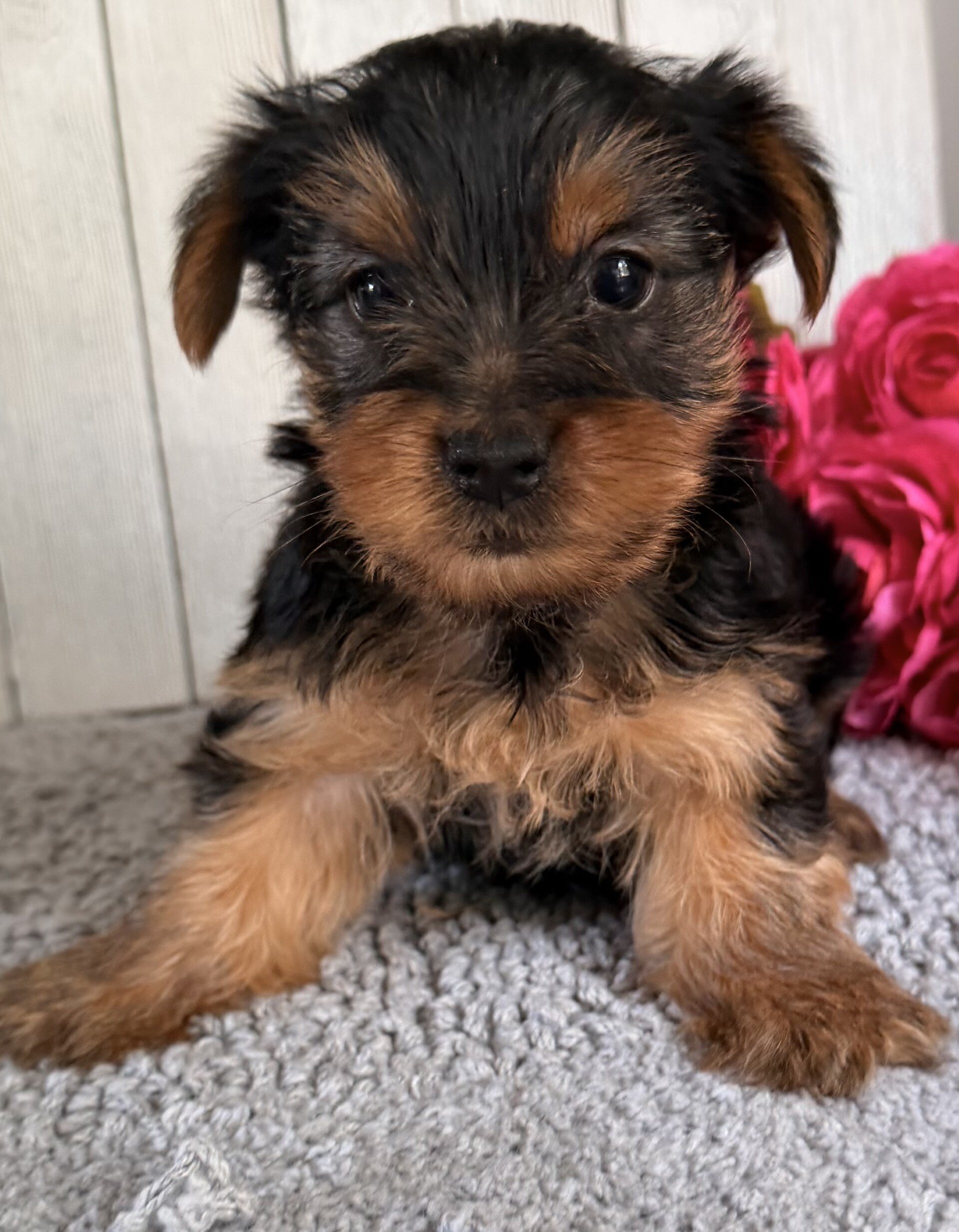 Axel Male Yorkshire Terrier image 2