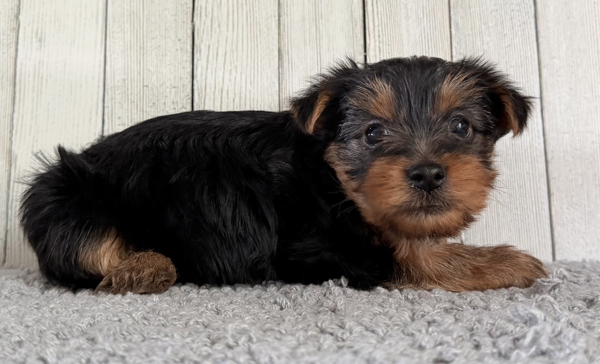 Axel Male Yorkshire Terrier image 5
