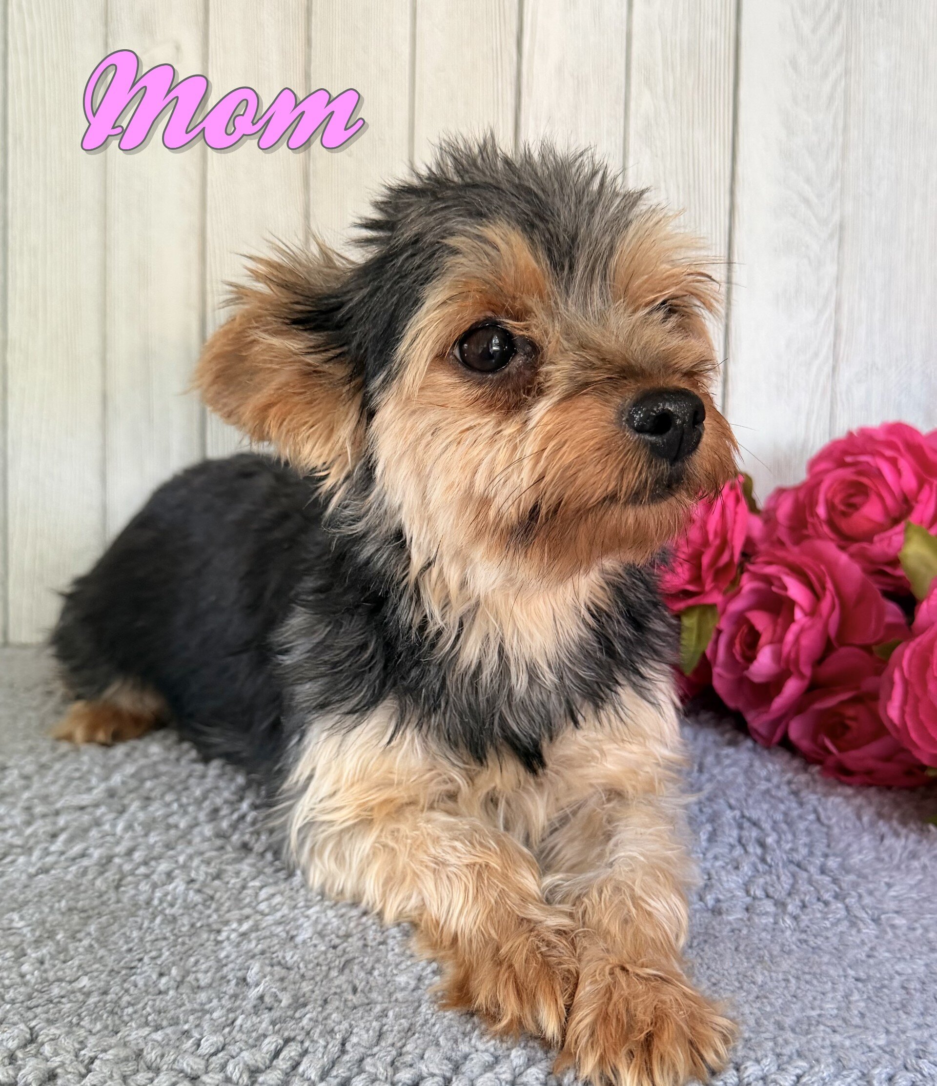Milo Male Yorkshire Terrier image 6