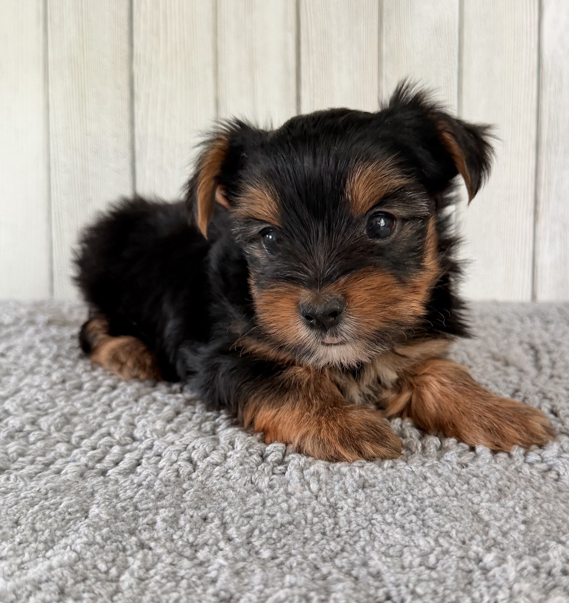 Milo Male Yorkshire Terrier image 2
