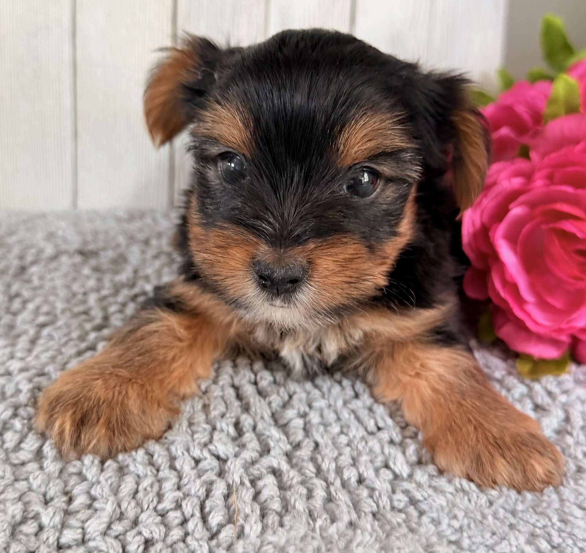 Milo Male Yorkshire Terrier image 4