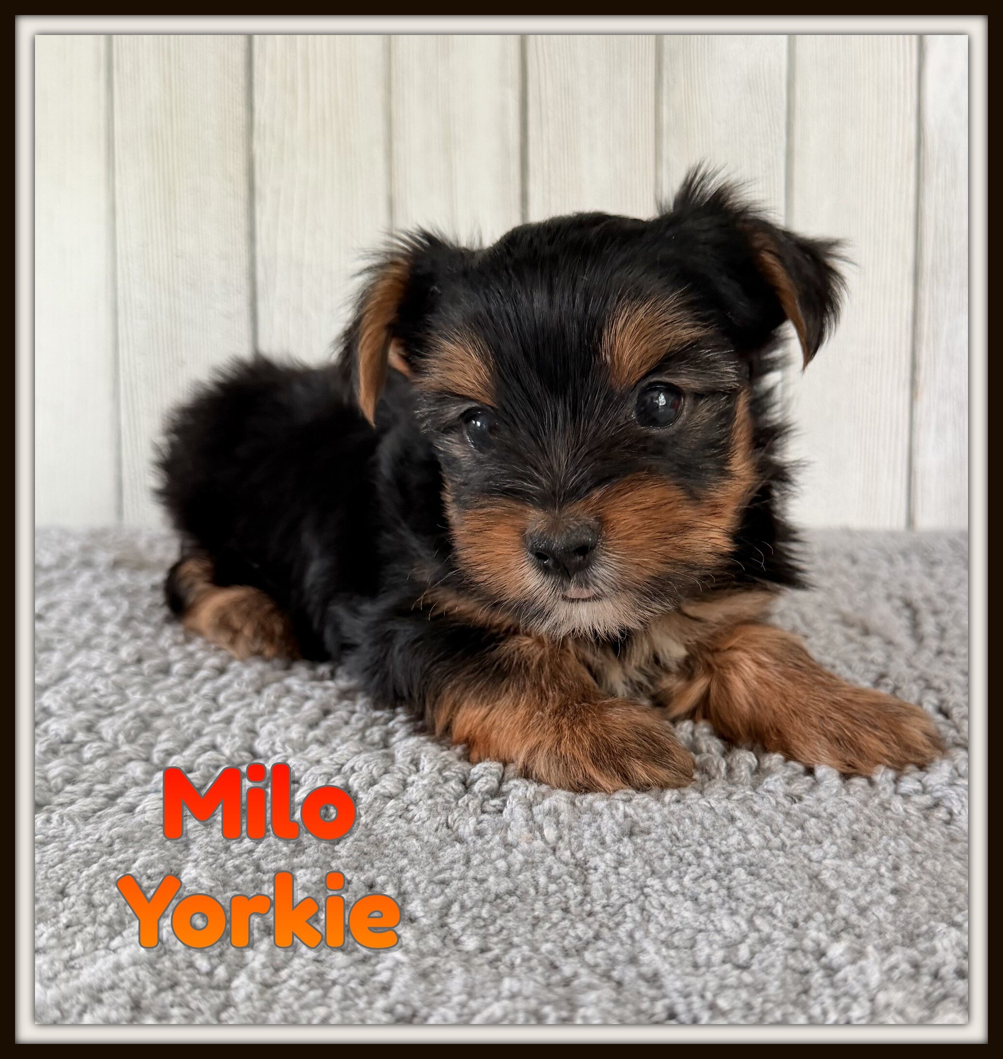 Milo Male Yorkshire Terrier image 1
