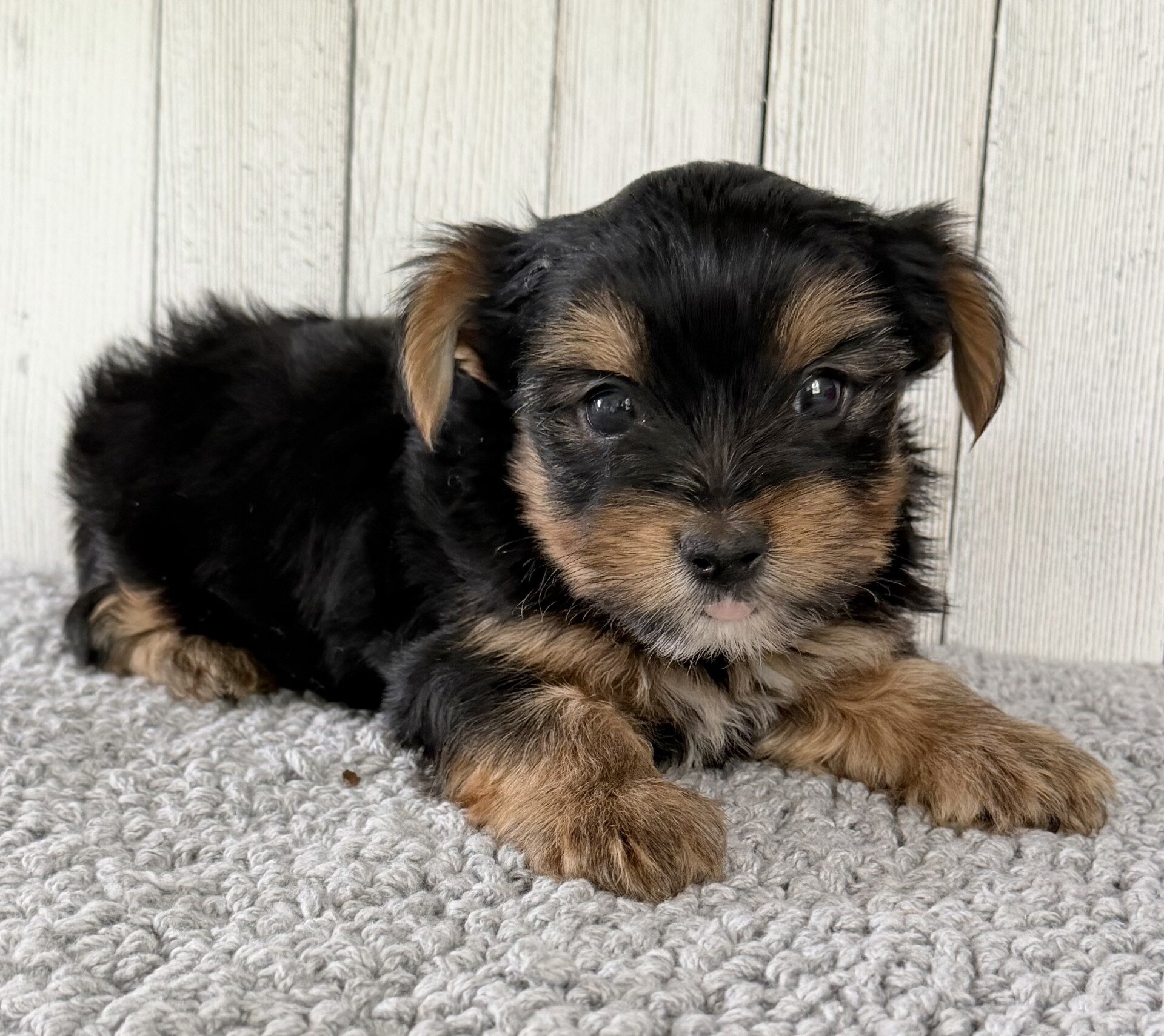 Milo Male Yorkshire Terrier image 3