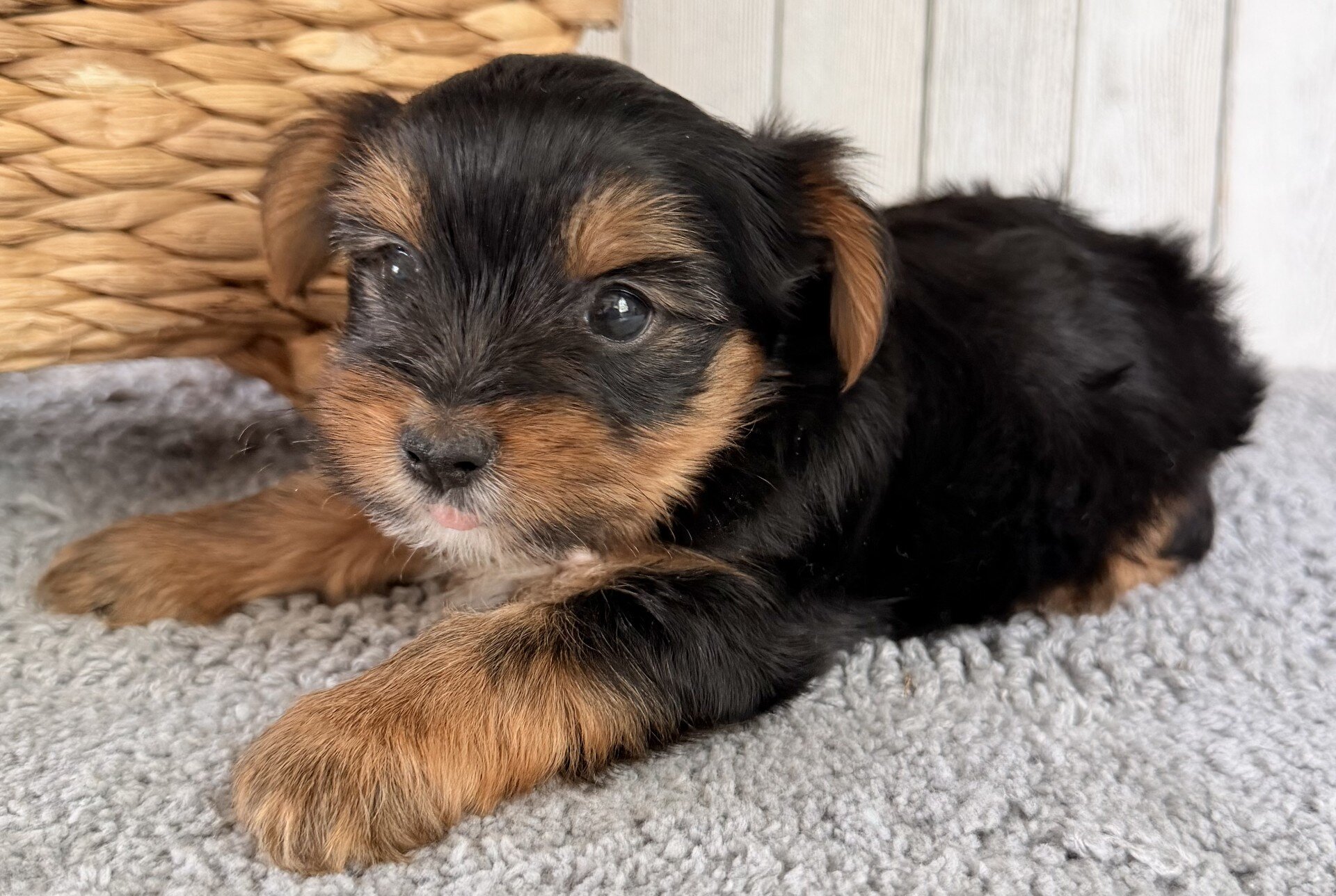 Milo Male Yorkshire Terrier image 5