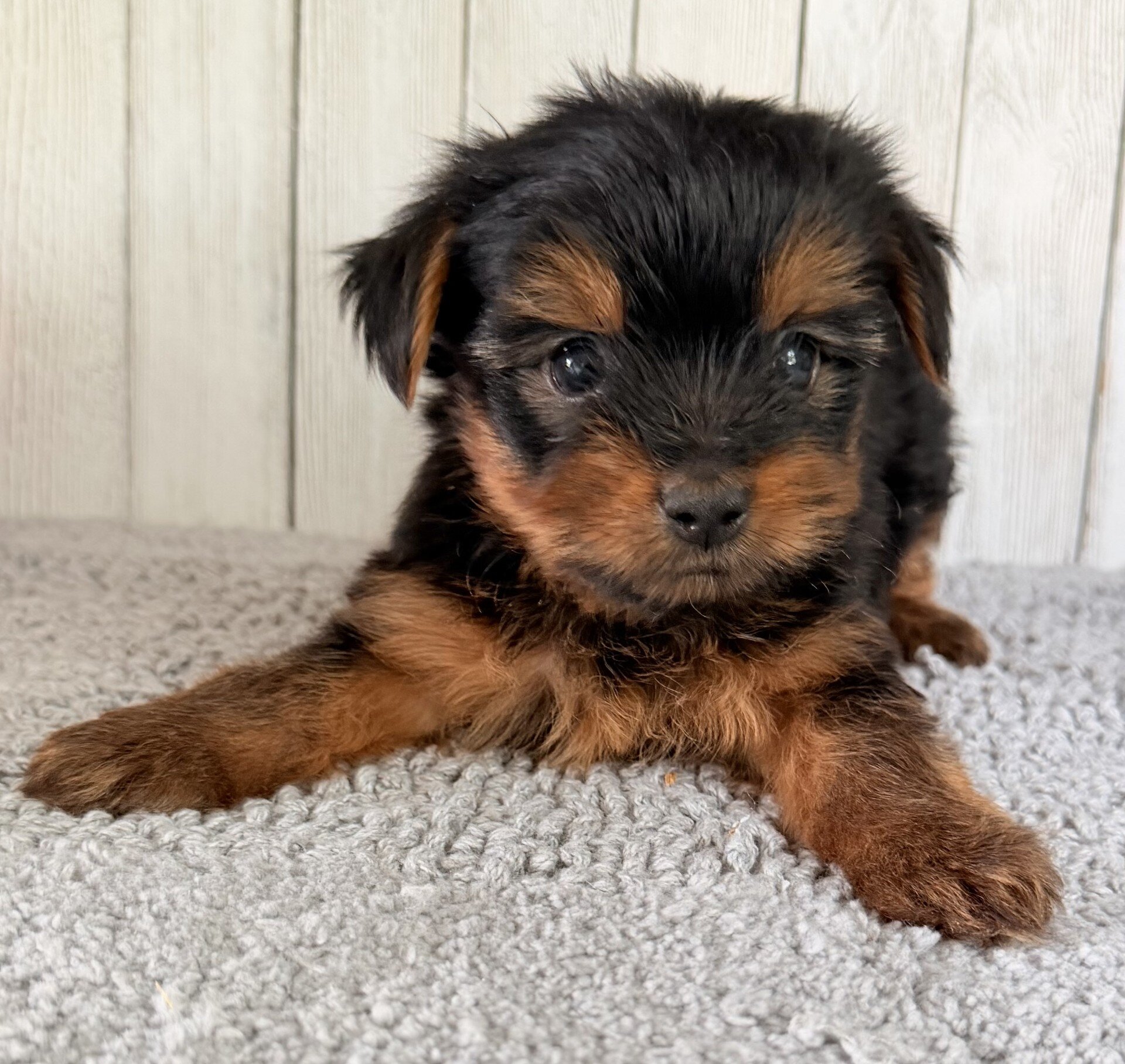 Thor Male Yorkshire Terrier image 3