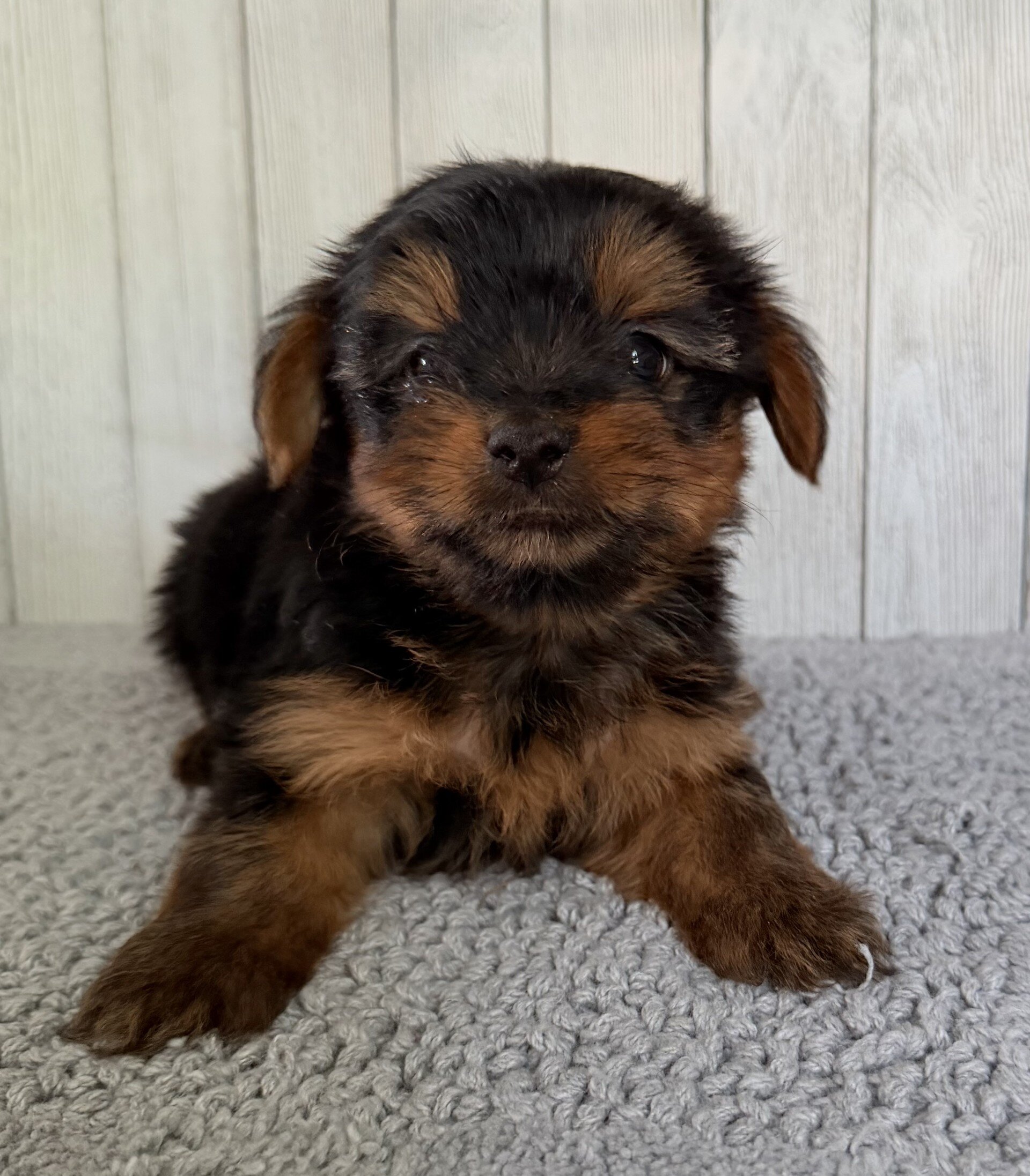 Thor Male Yorkshire Terrier image 2