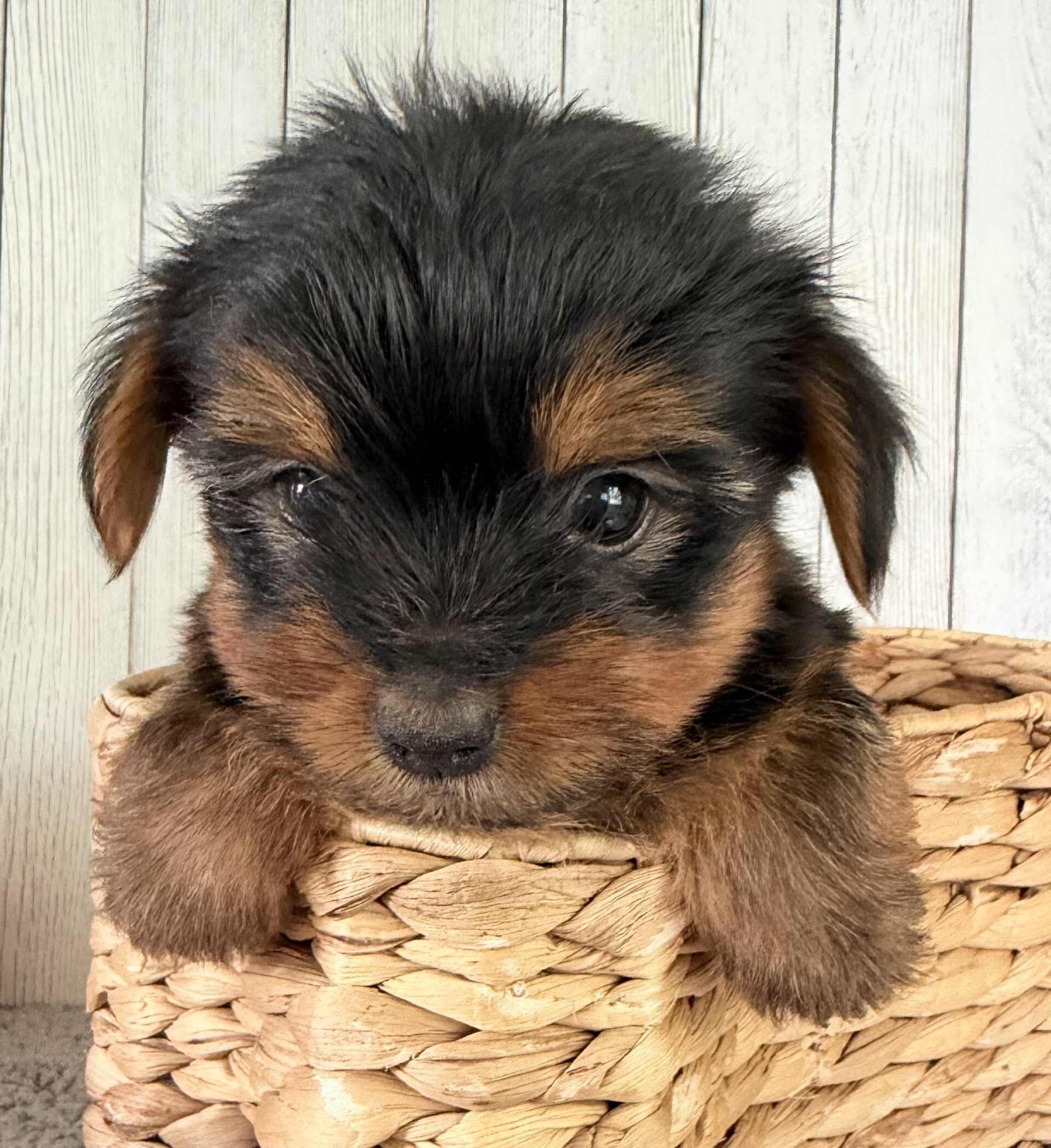 Thor Male Yorkshire Terrier image 6