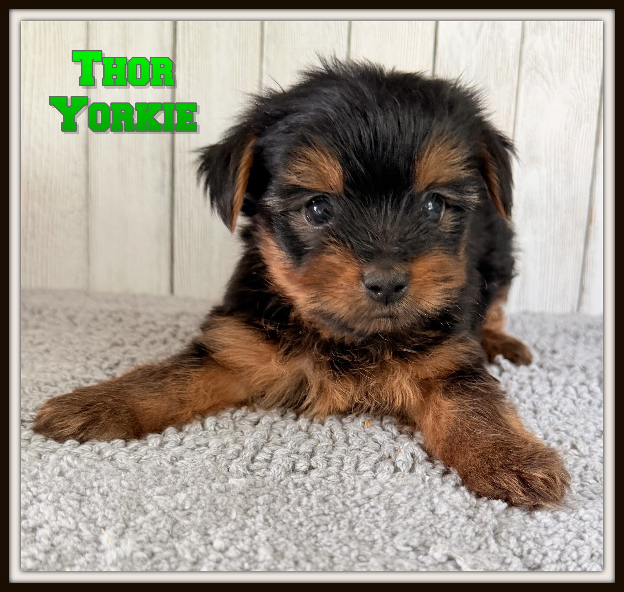 Thor Male Yorkshire Terrier image 1