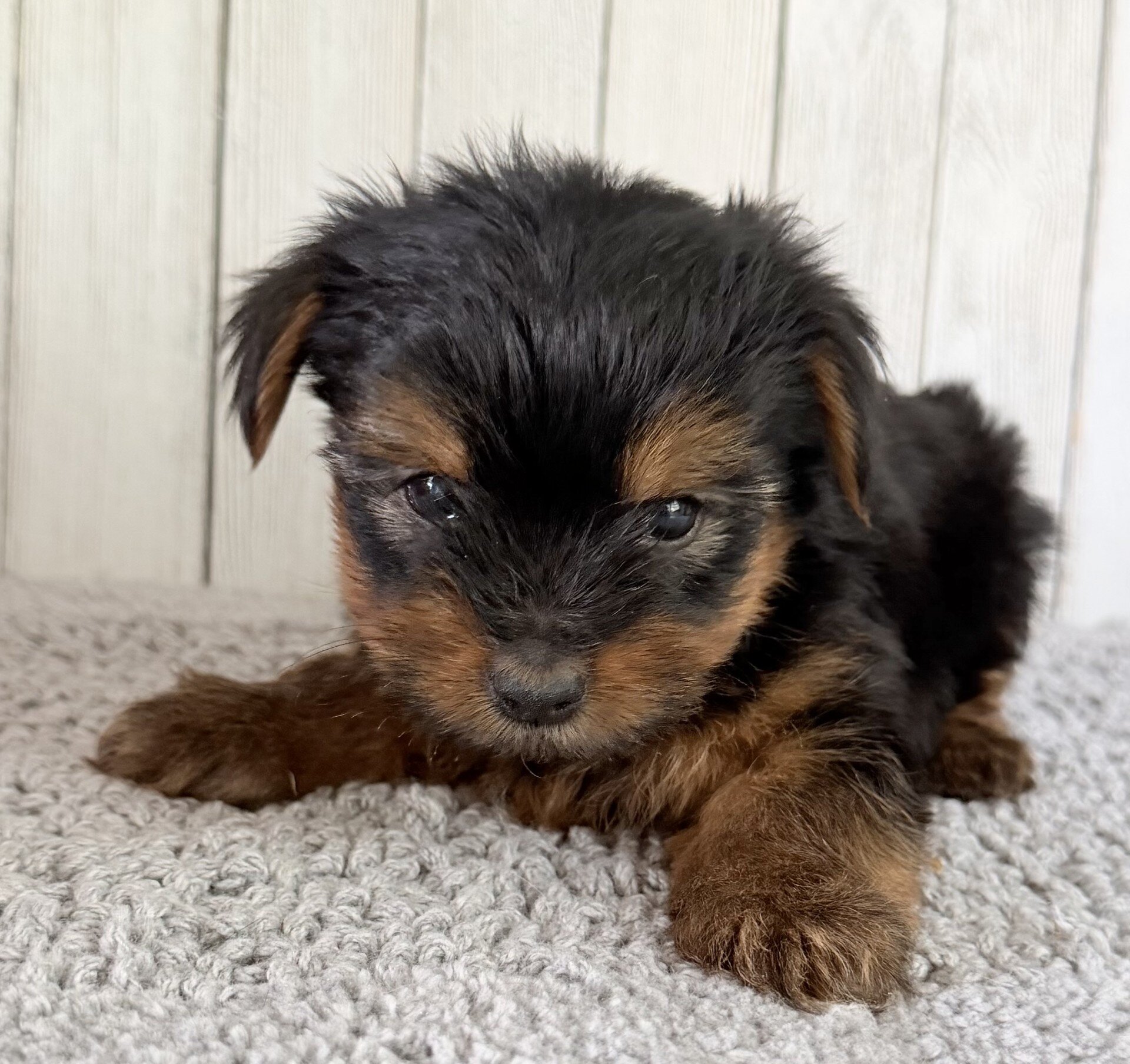 Thor Male Yorkshire Terrier image 5