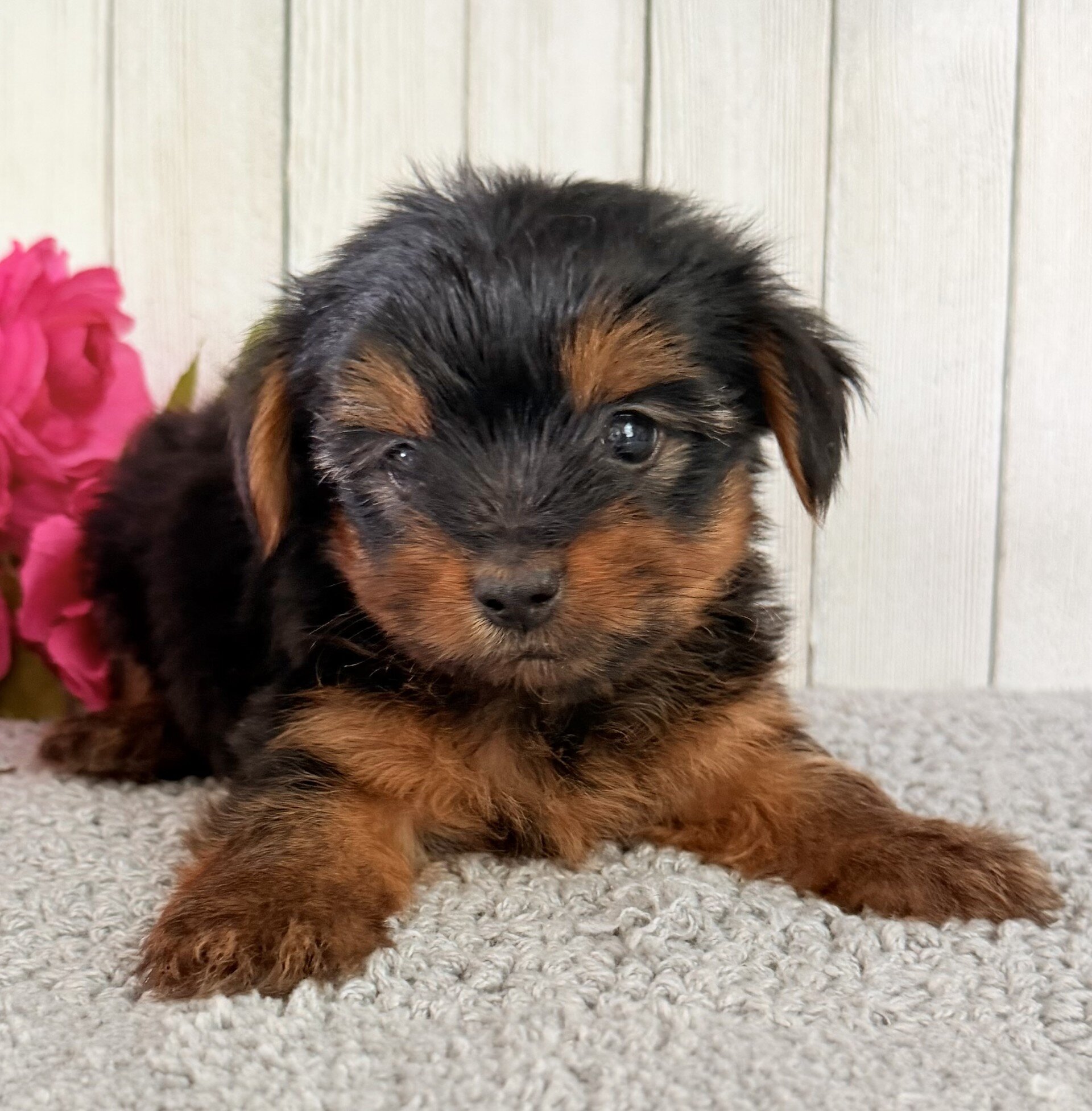 Thor Male Yorkshire Terrier image 4