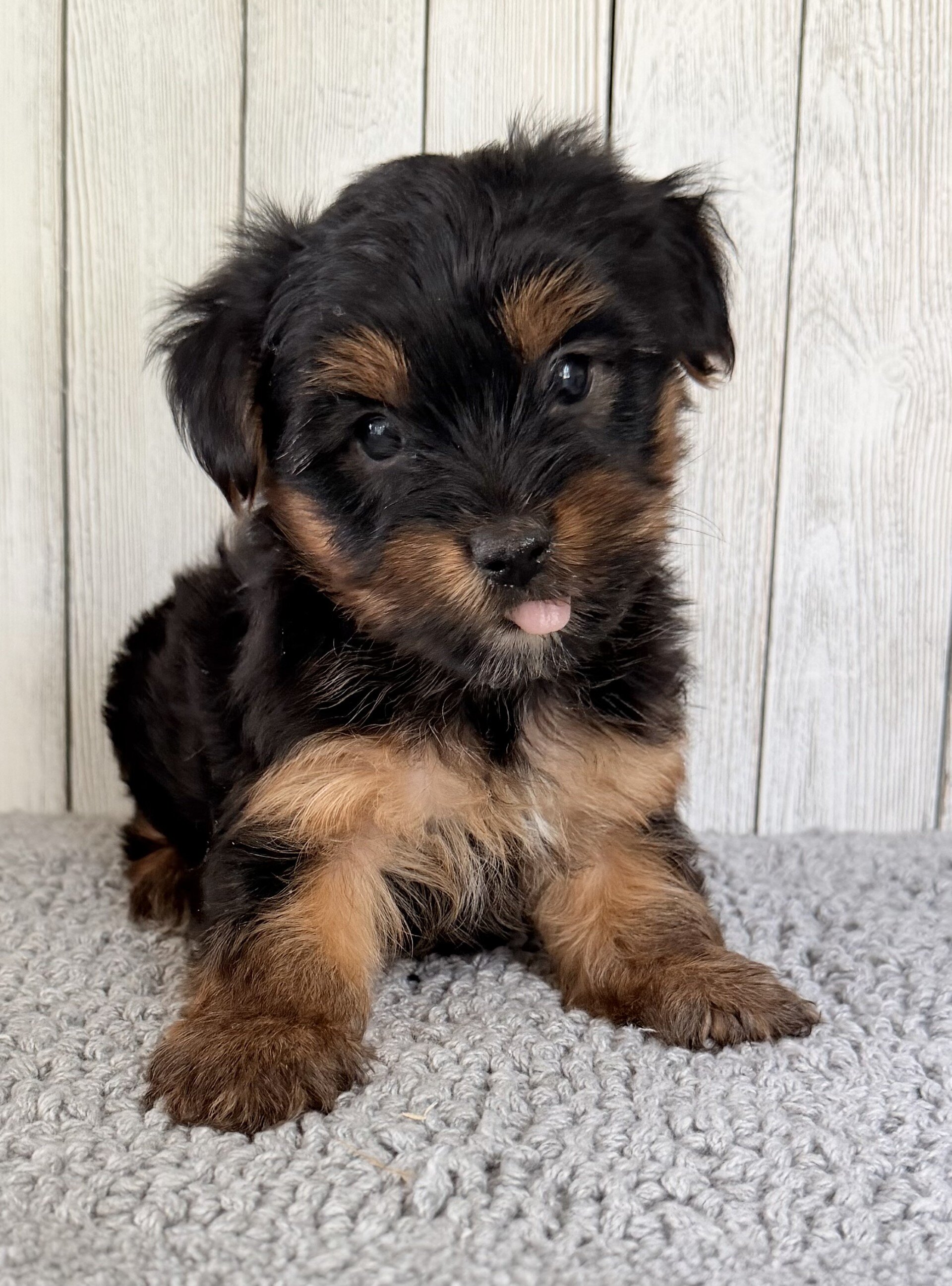 Freya Female Yorkshire Terrier image 3