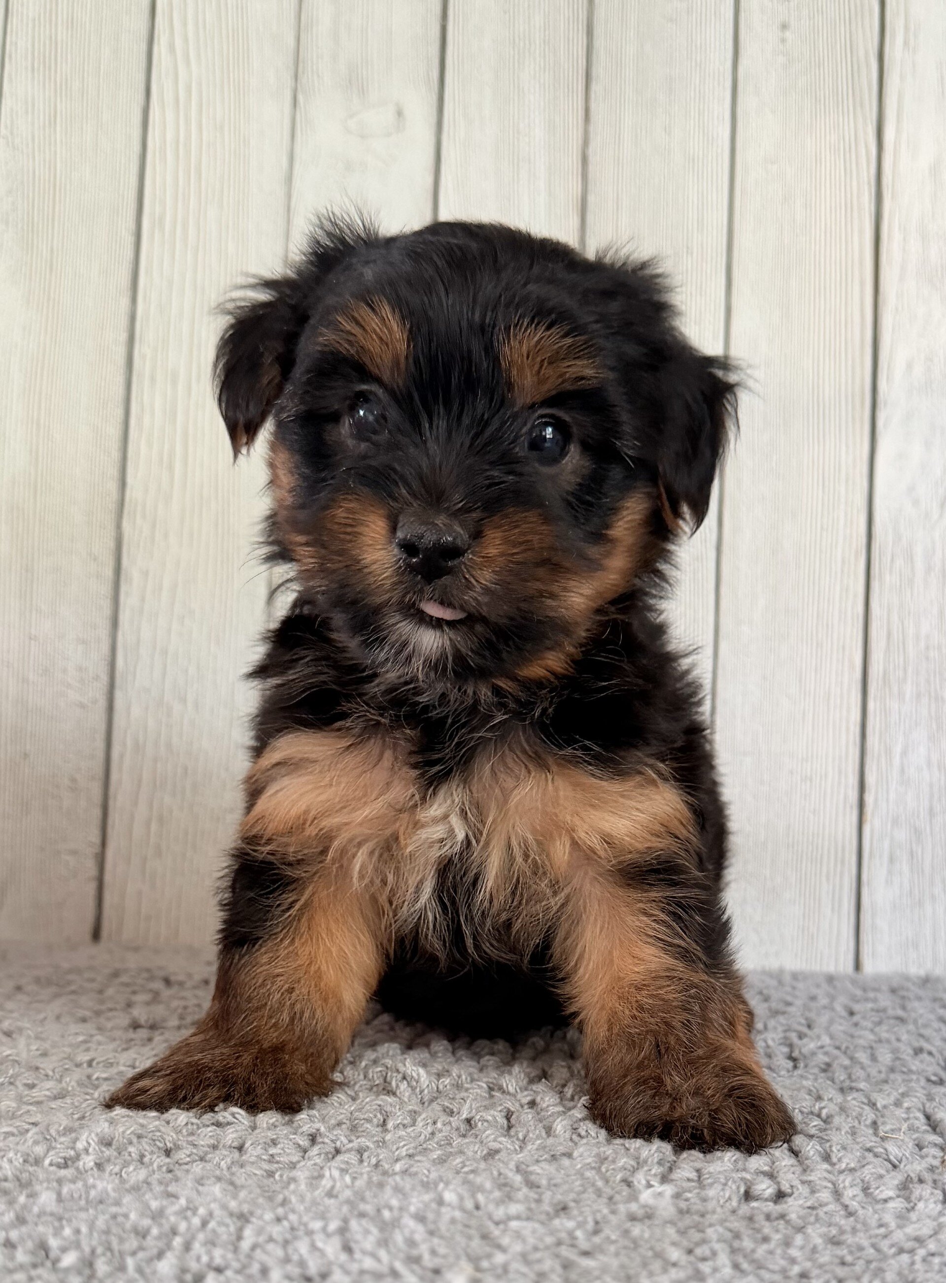 Freya Female Yorkshire Terrier image 4