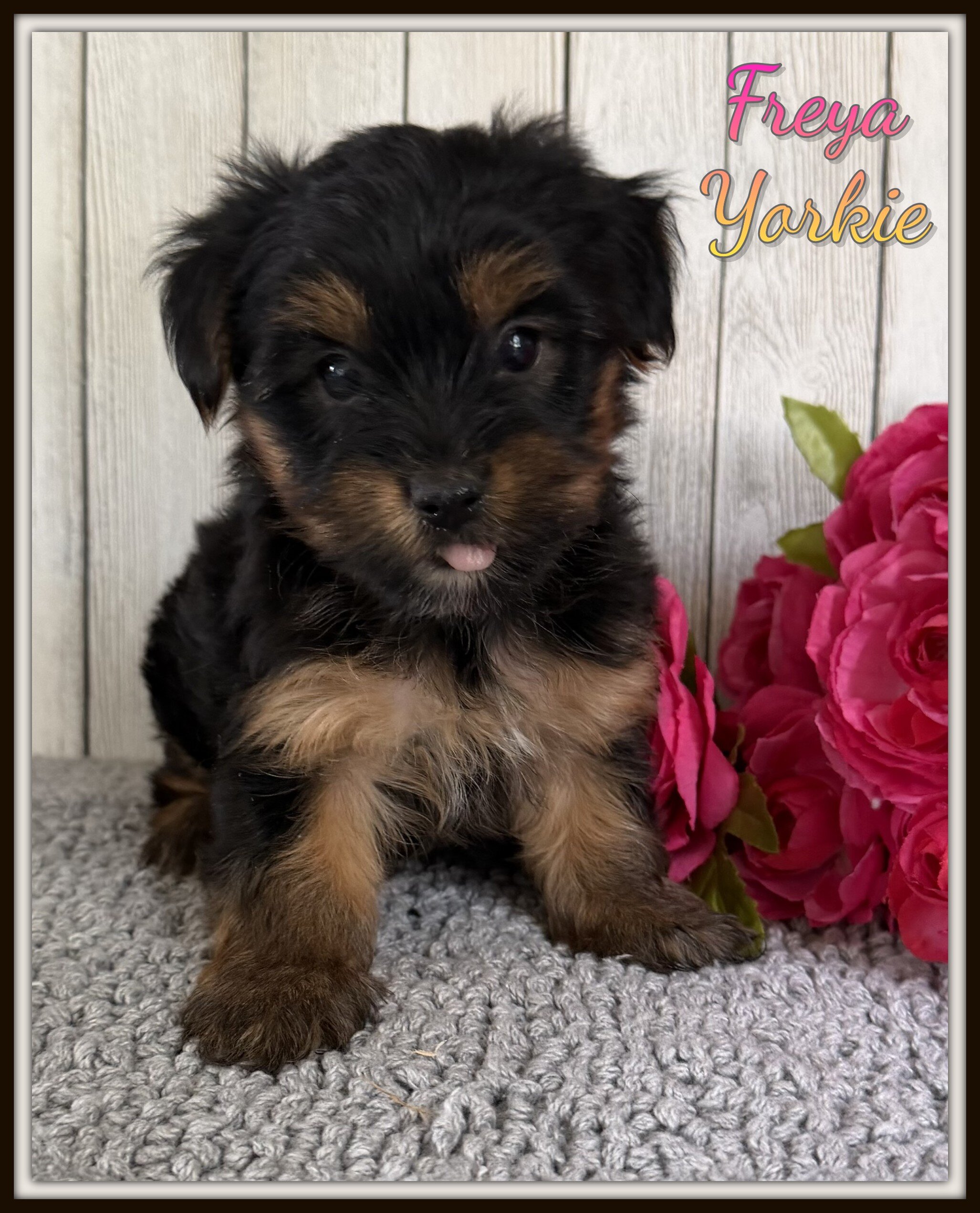Freya Female Yorkshire Terrier image 1