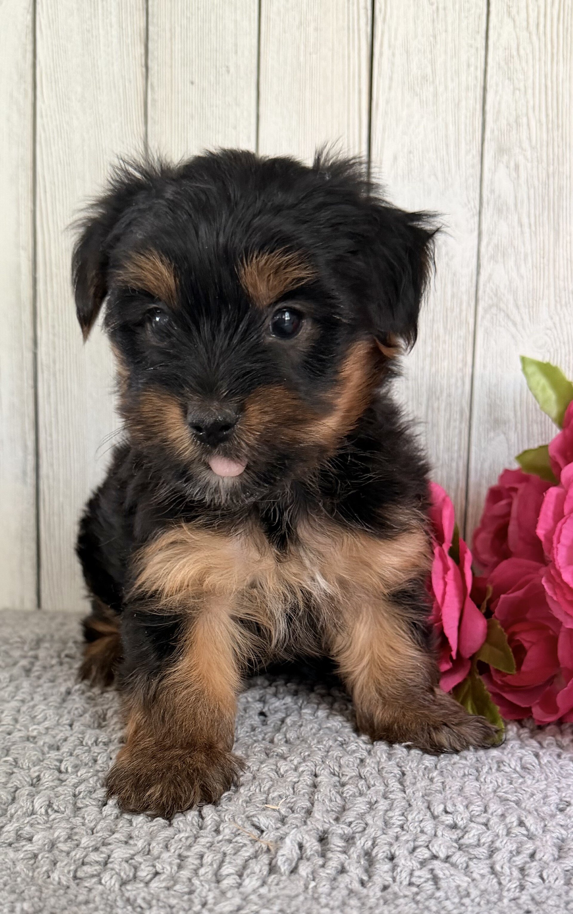 Freya Female Yorkshire Terrier image 5