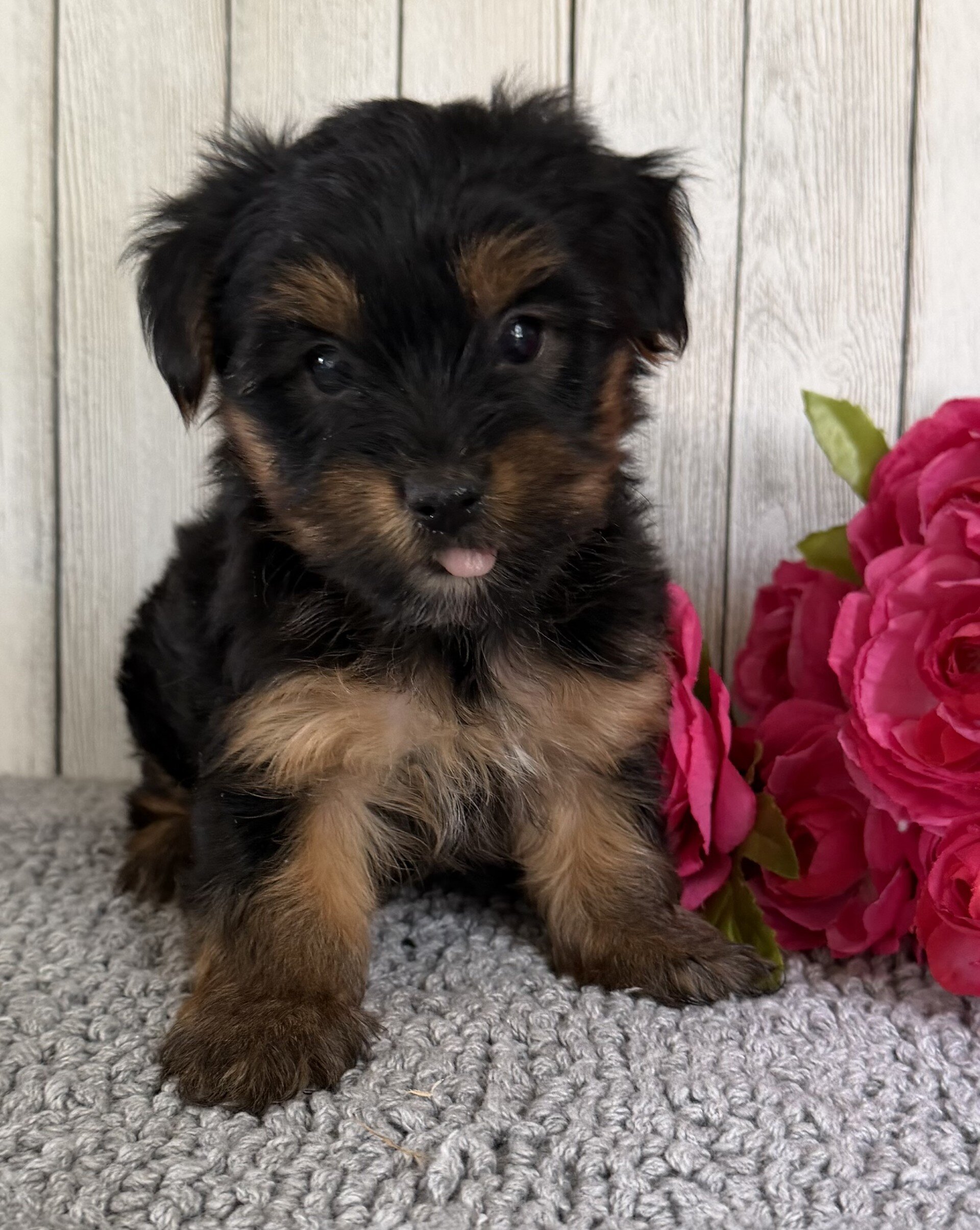 Freya Female Yorkshire Terrier image 2