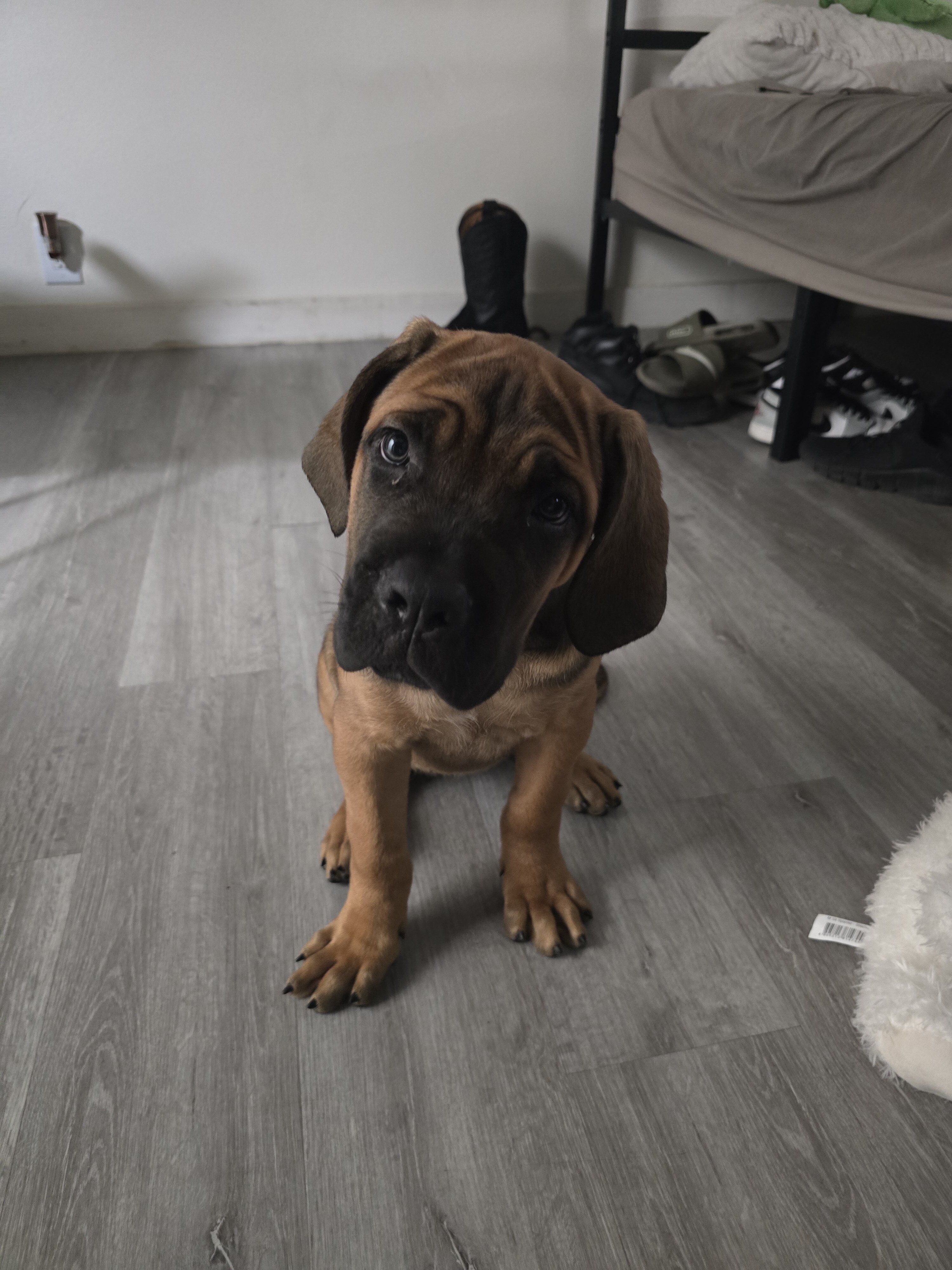 Cane corso puppy image 1