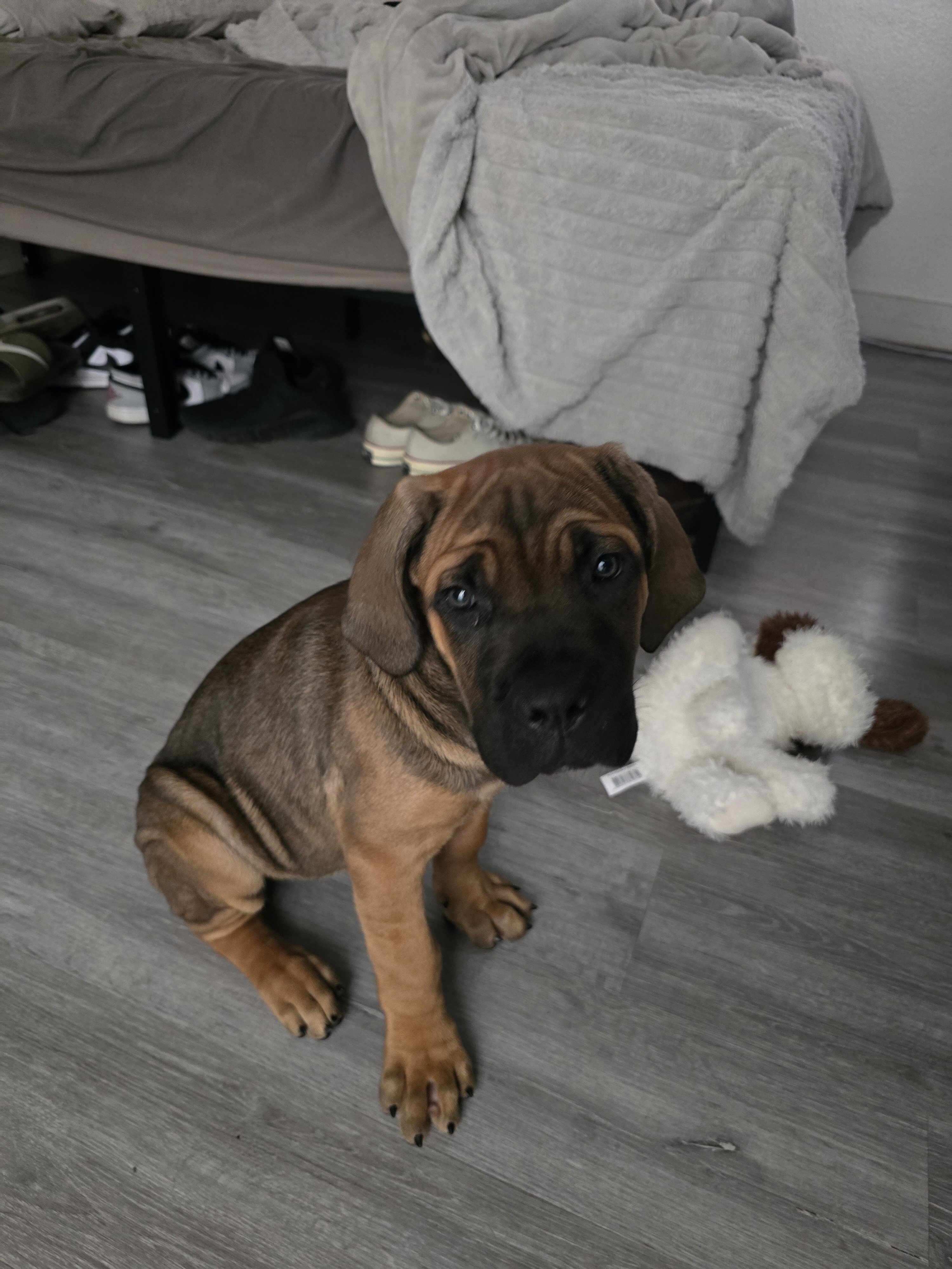 Cane corso puppy image 2