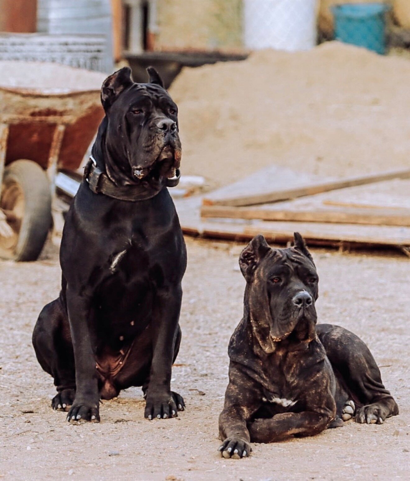 Cane corso puppy image 4