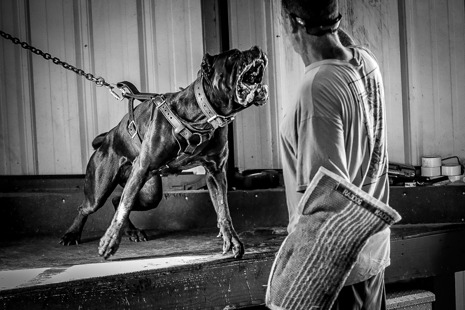 Cane corso puppy image 3