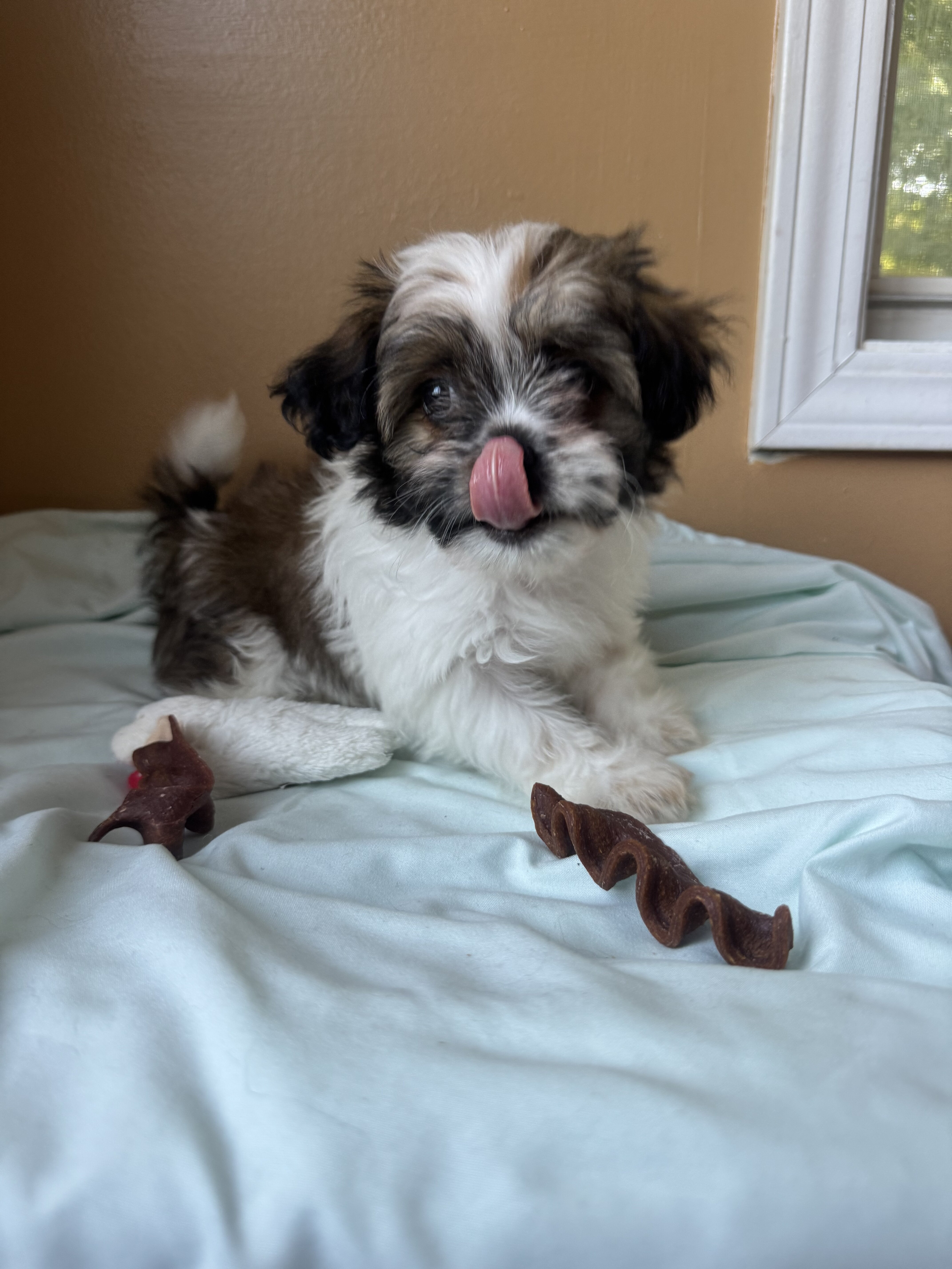 Malshi puppies image 6