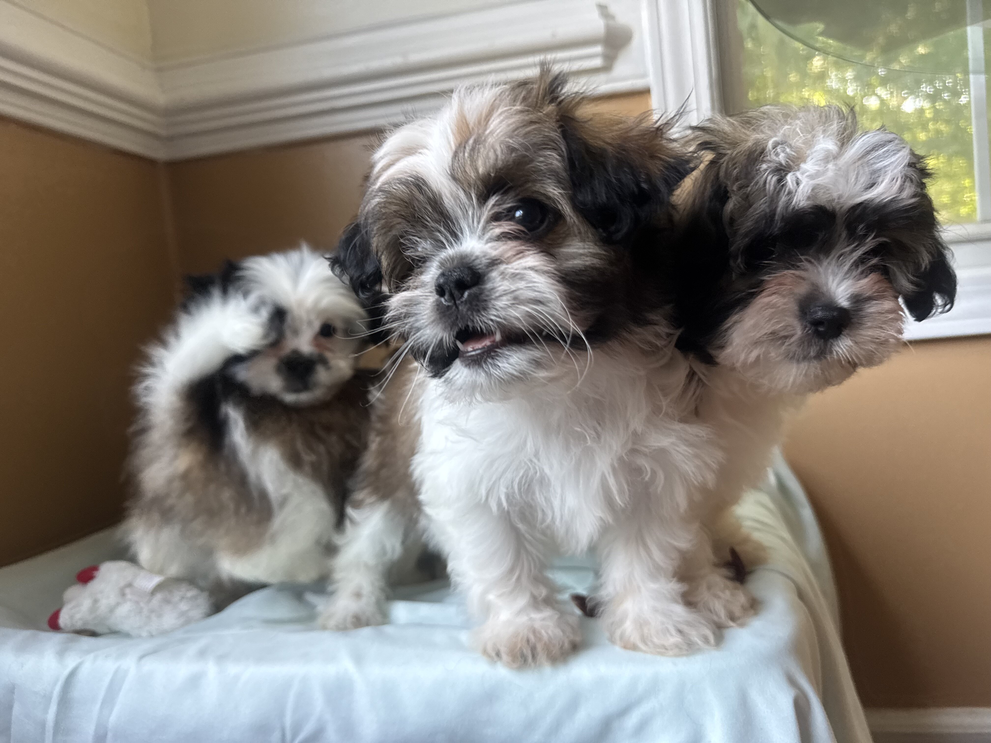 Malshi puppies image 5