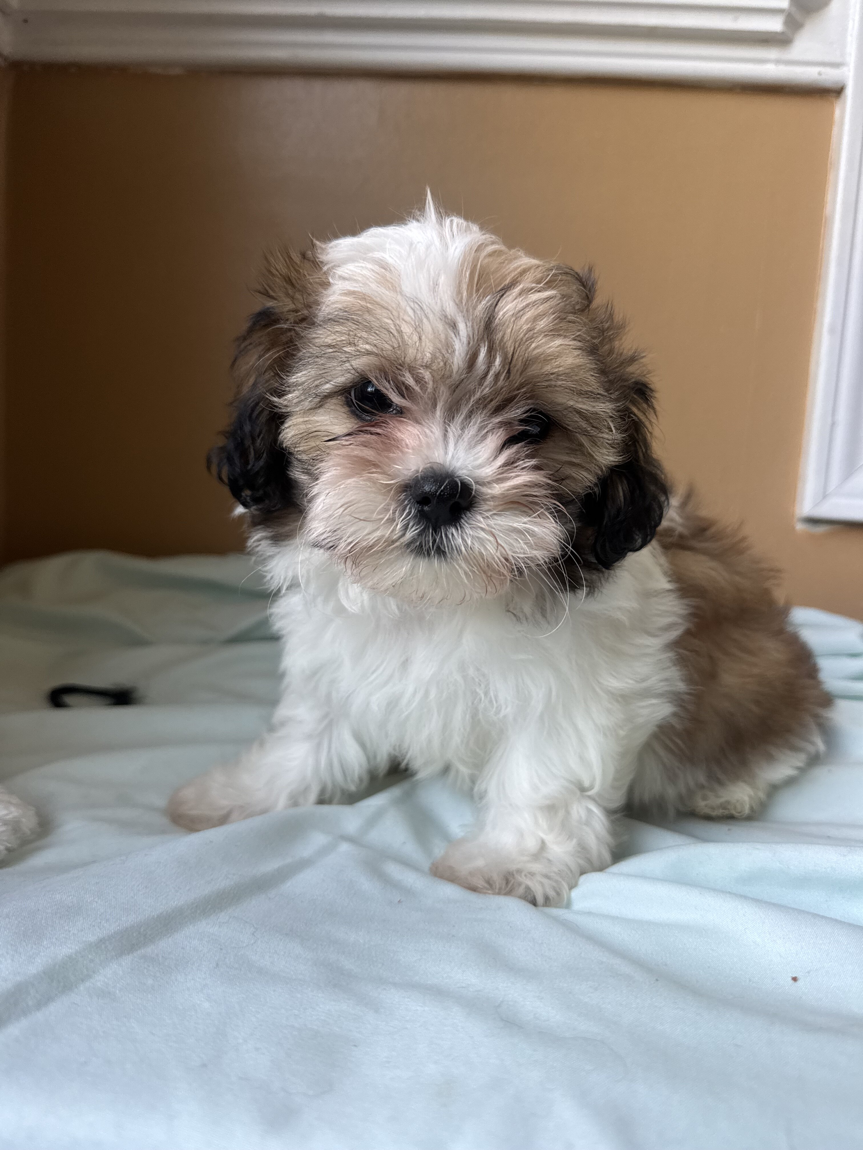 Malshi puppies image 1