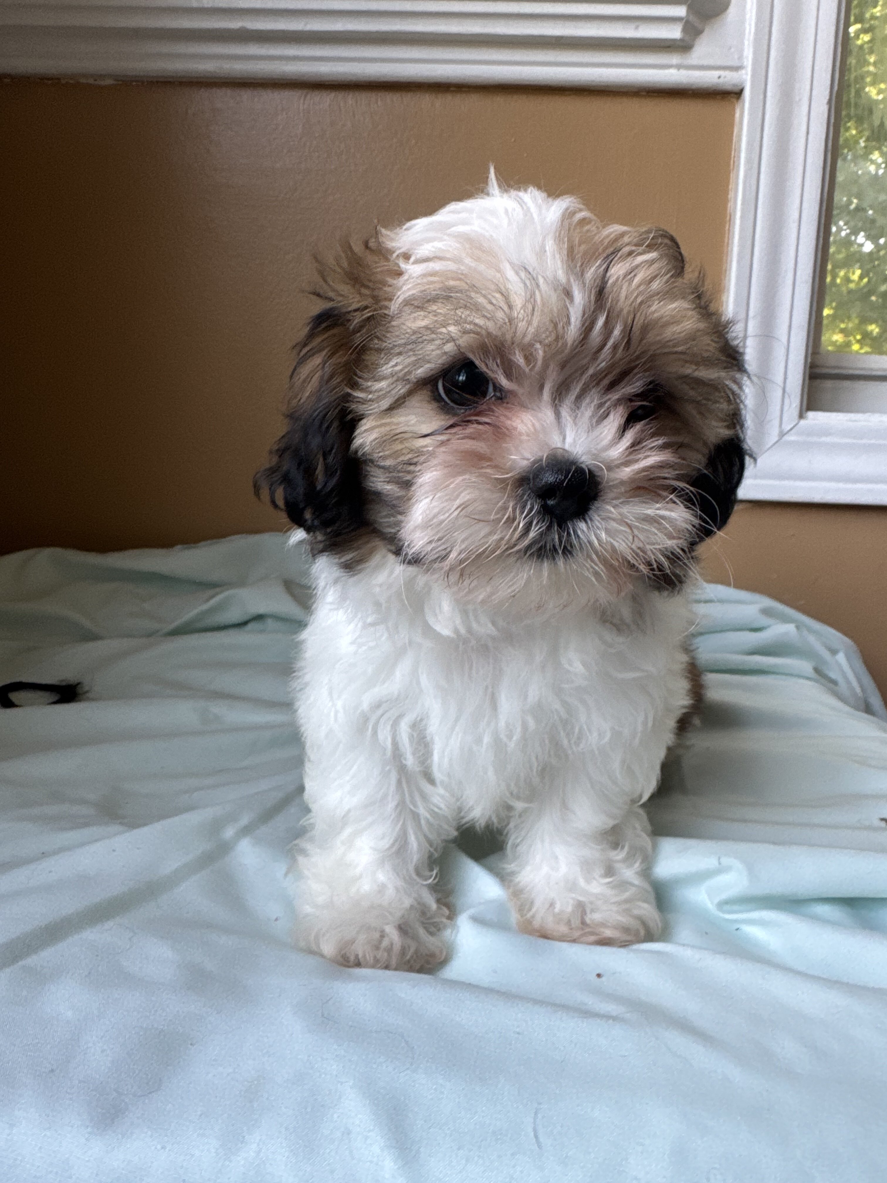Malshi puppies image 2