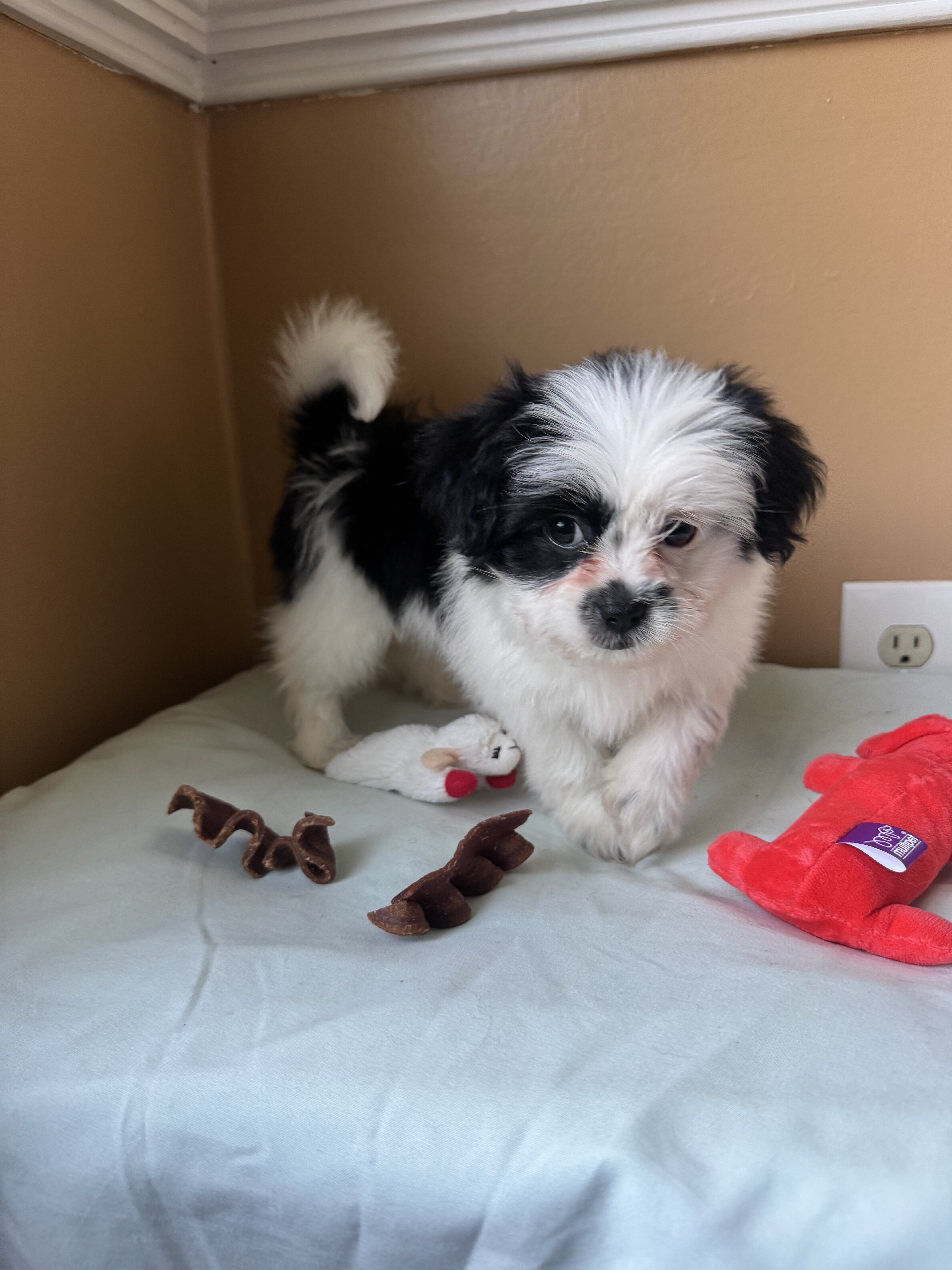 Malshi puppies image 4