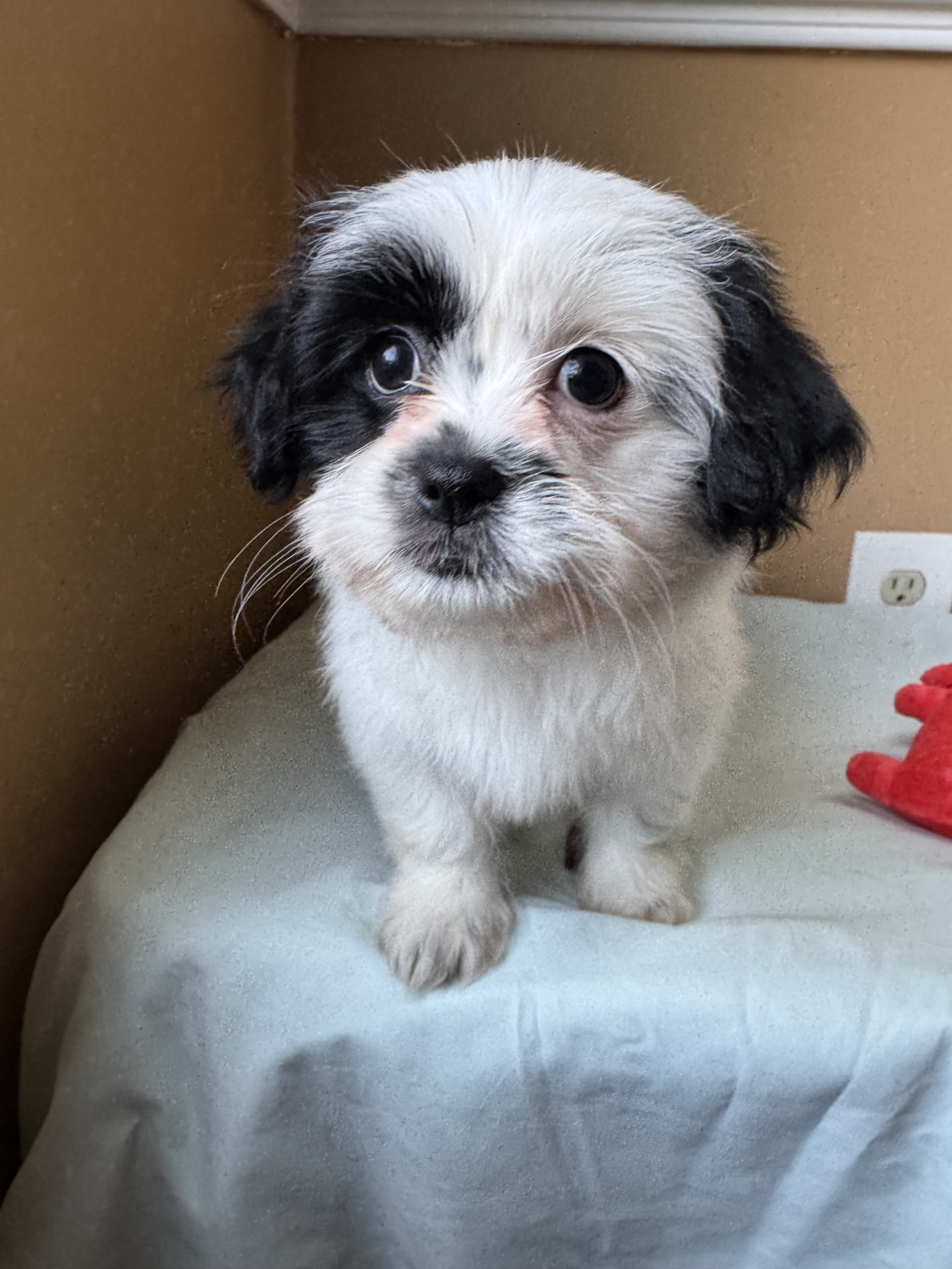 Malshi puppies image 3