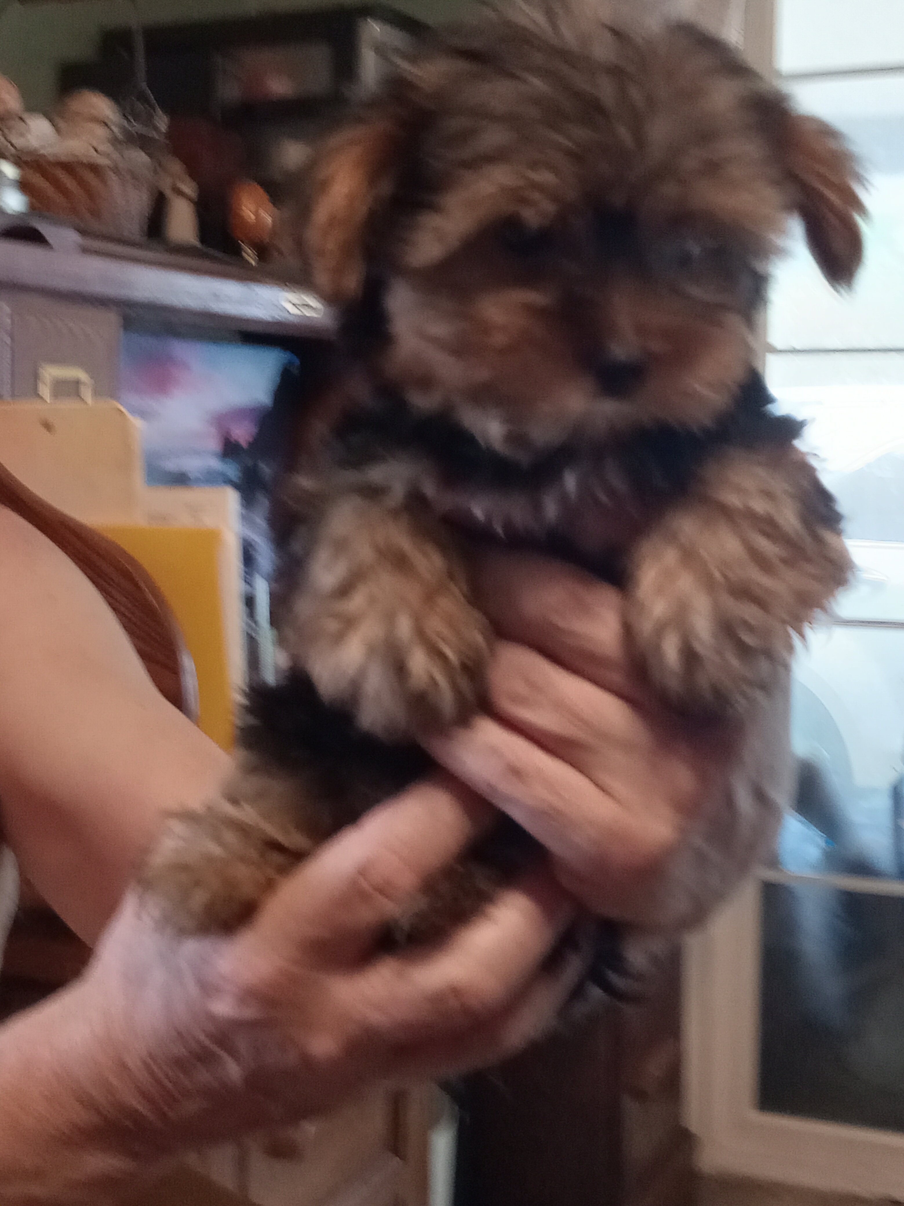 APR YORKIE BABY GIRL ~SUGAR BEAR image 1