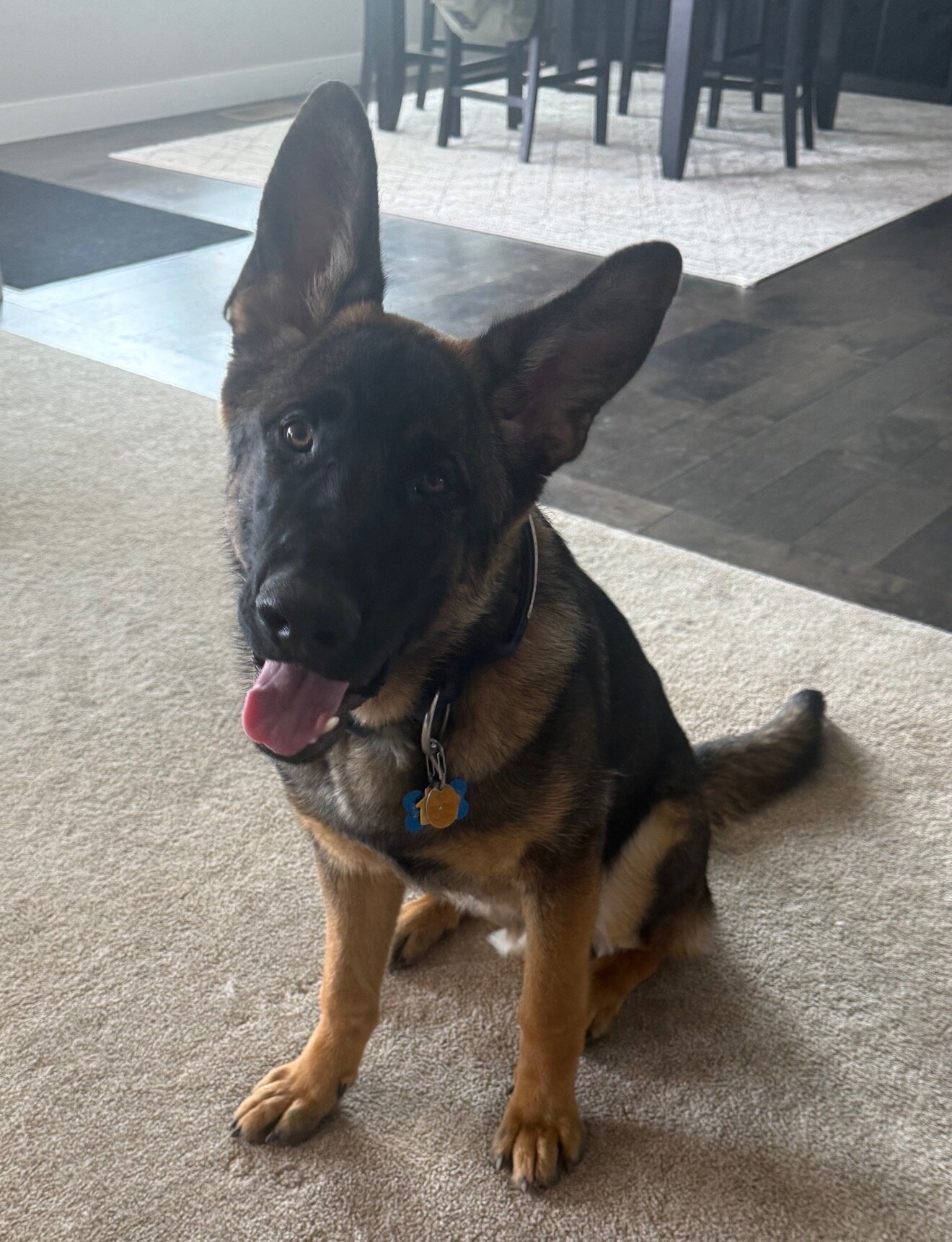 German Shepherd Puppy image 1