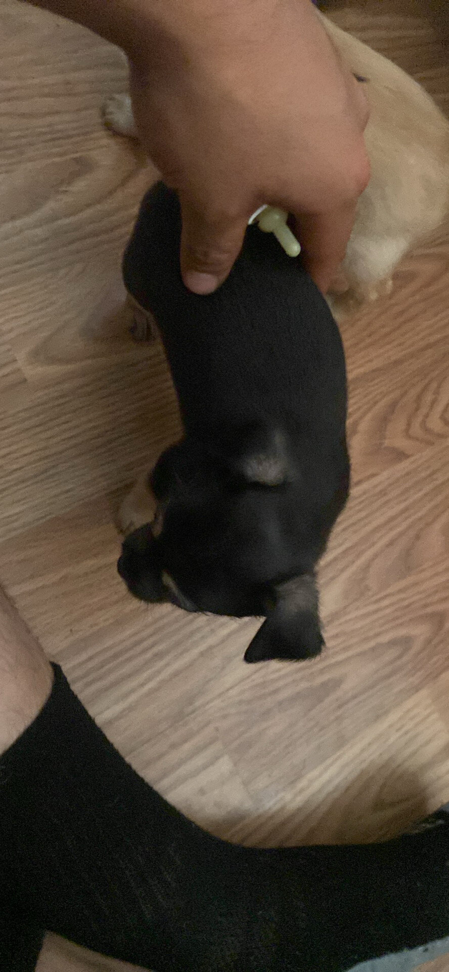 Malchi pups 1m/o 3 pups 200 each image 7