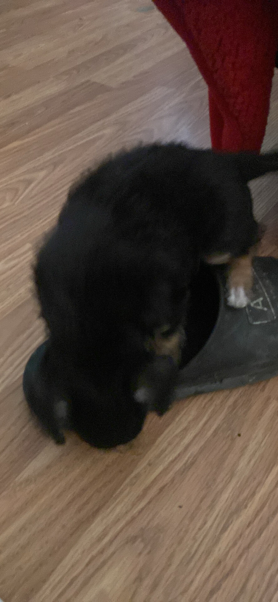 Malchi pups 1m/o 3 pups 200 each image 8
