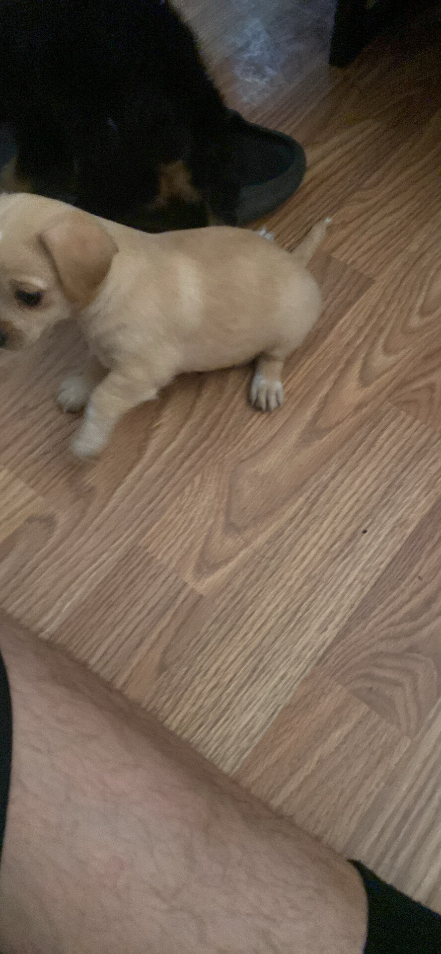 Malchi pups 1m/o 3 pups 200 each image 9