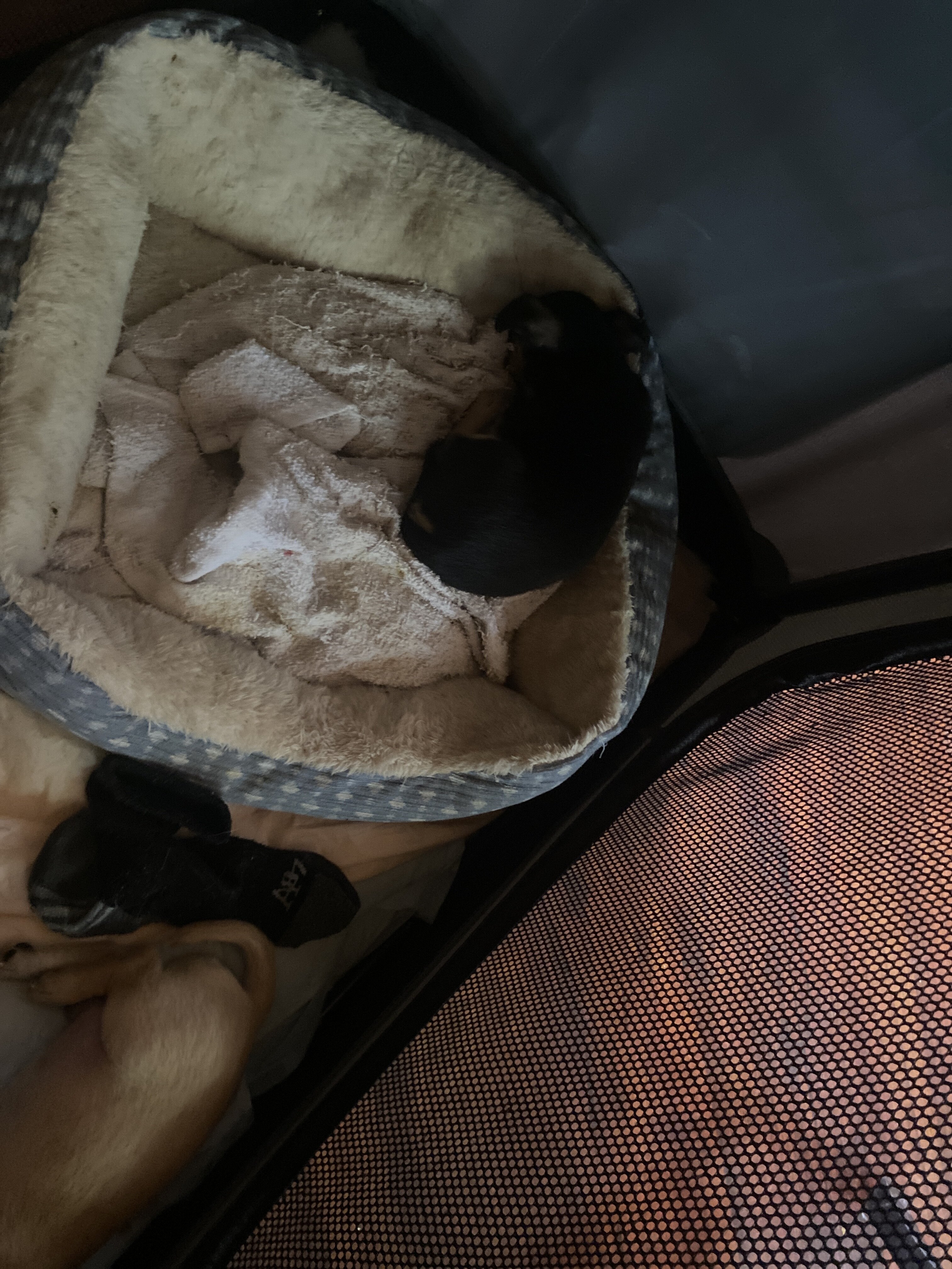 Malchi pups 1m/o 3 pups 200 each image 2